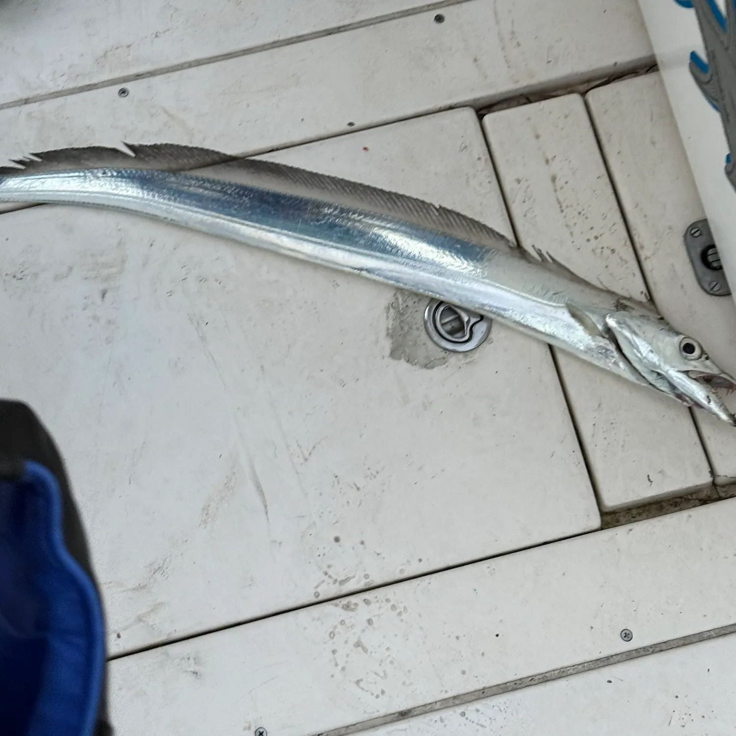 The most recent Atlantic cutlassfish catches on Fishbrain