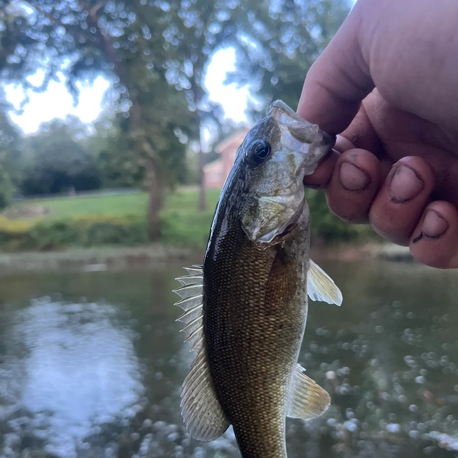 Smallmouth bass caught on Fishbrain