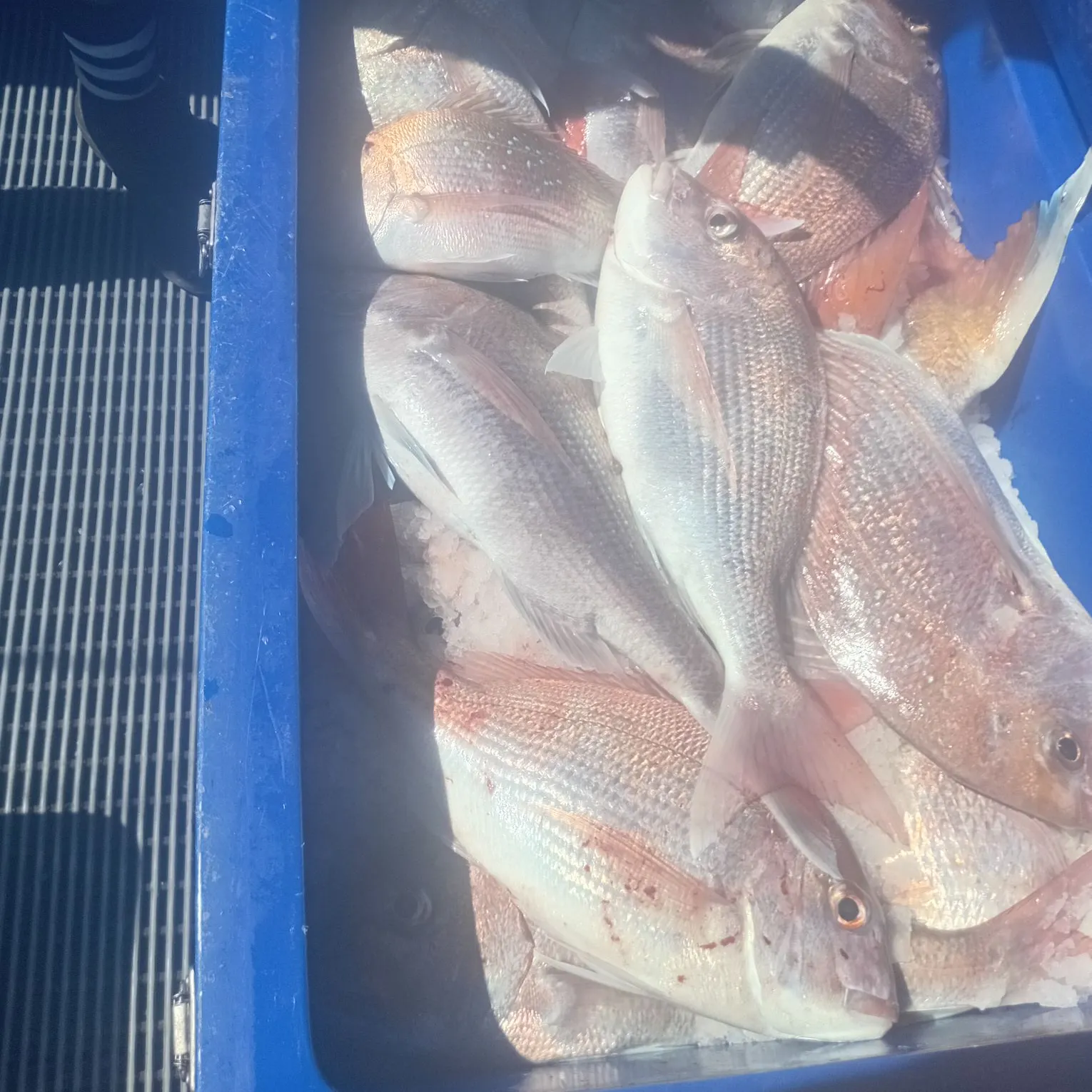 Australasian snapper caught on Fishbrain