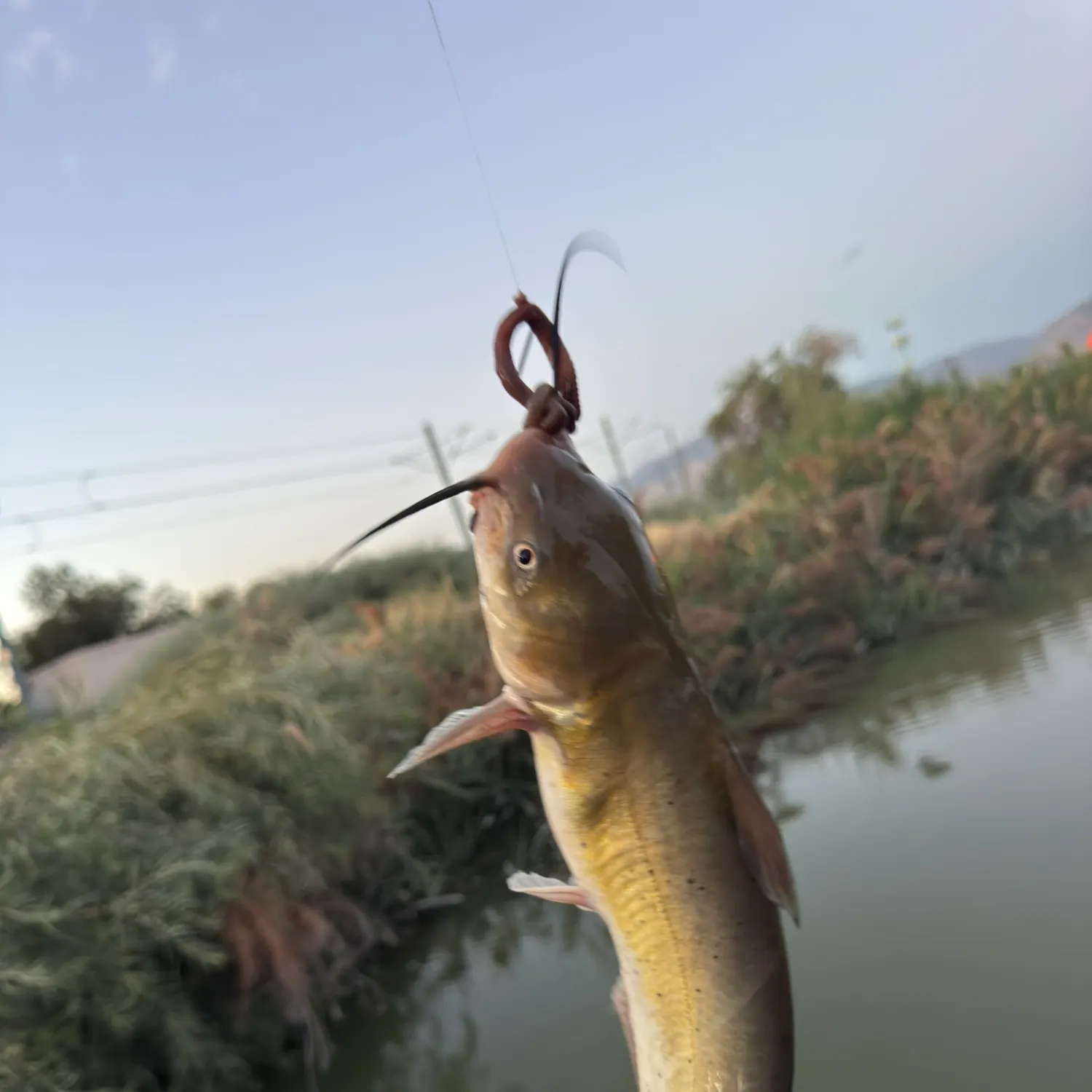 Channel catfish caught on Fishbrain