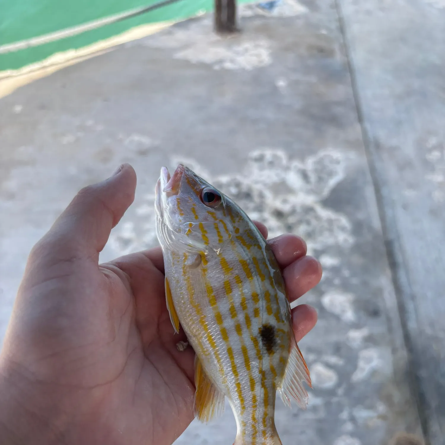 The most recent Golden snapper catches on Fishbrain