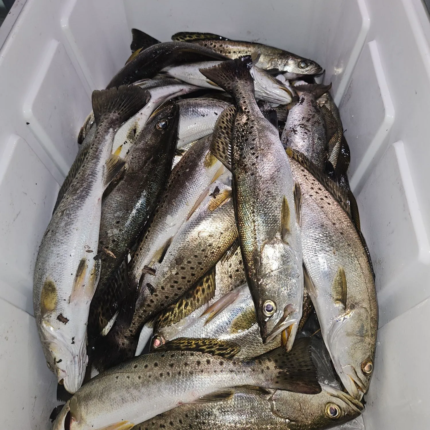 Spotted seatrout caught on Fishbrain