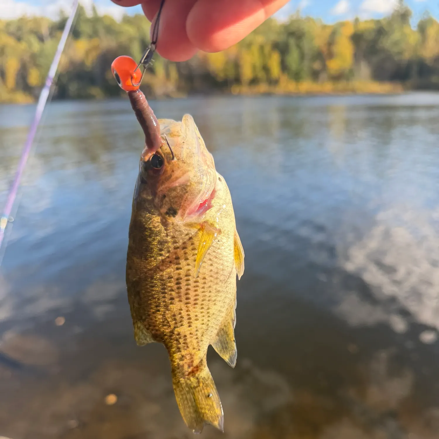 The most recent Rock bass catches on Fishbrain
