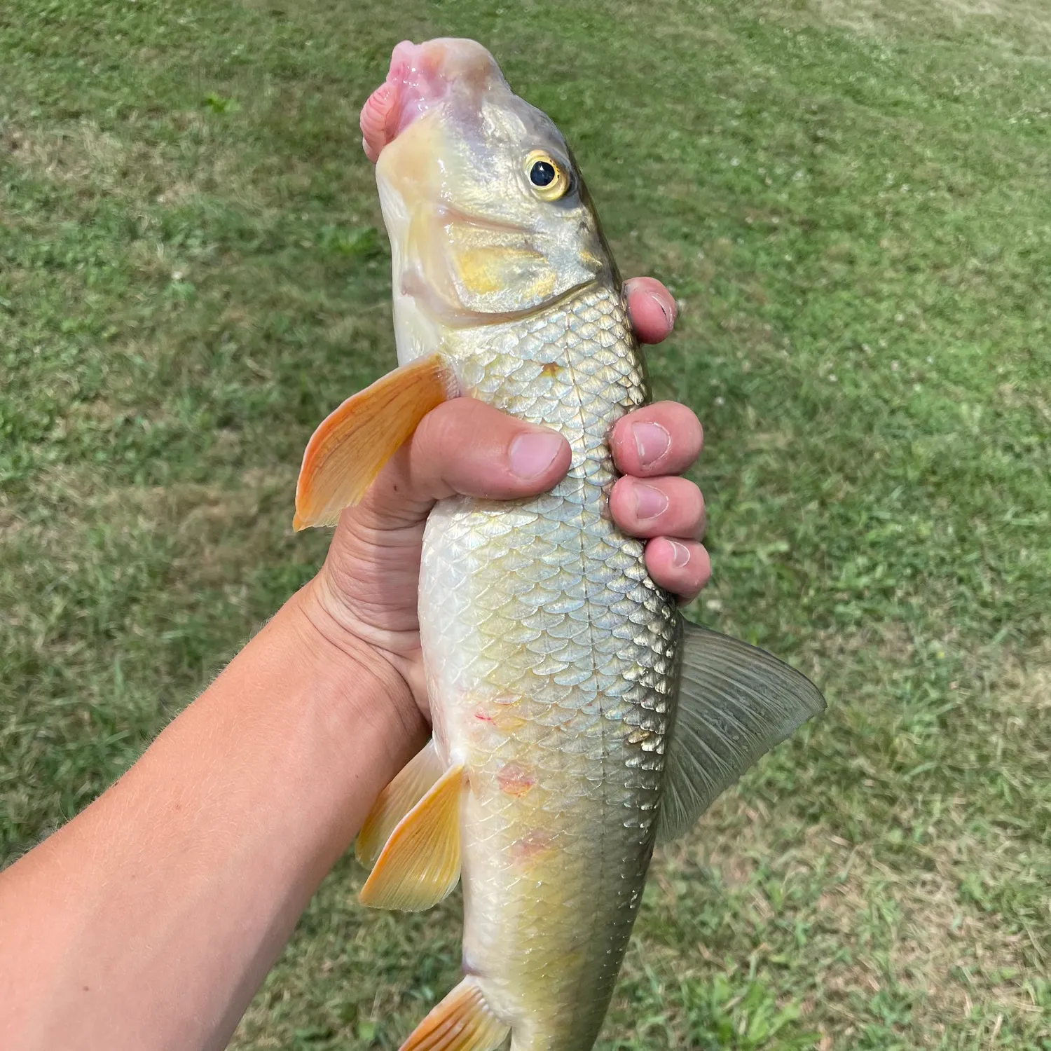 Golden redhorse caught on Fishbrain