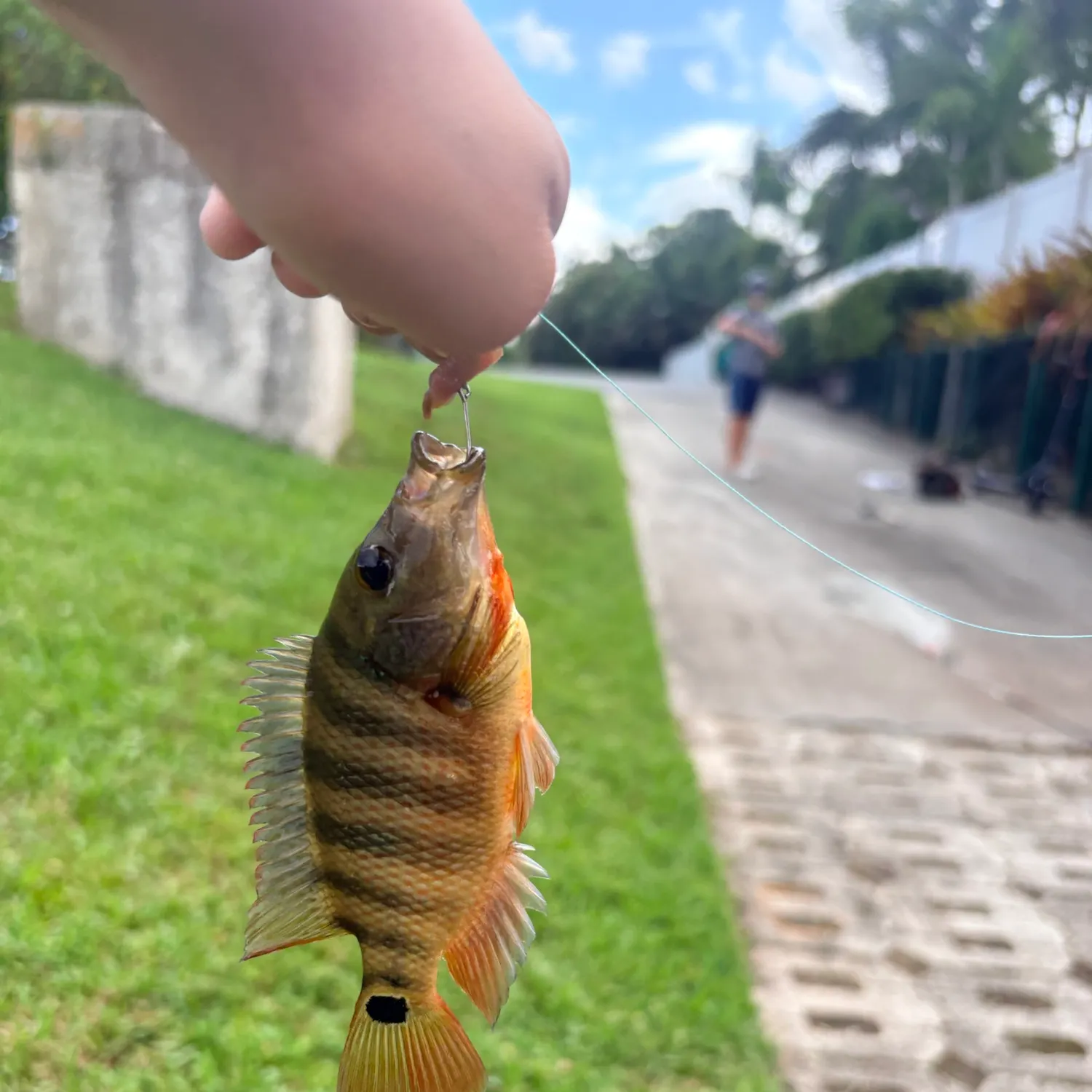 Mayan cichlid caught on Fishbrain