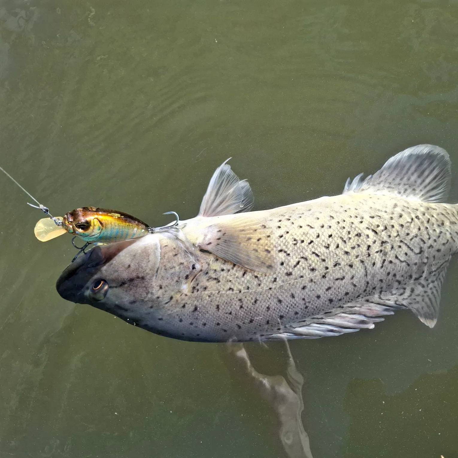 The most recent Trout cod catches on Fishbrain