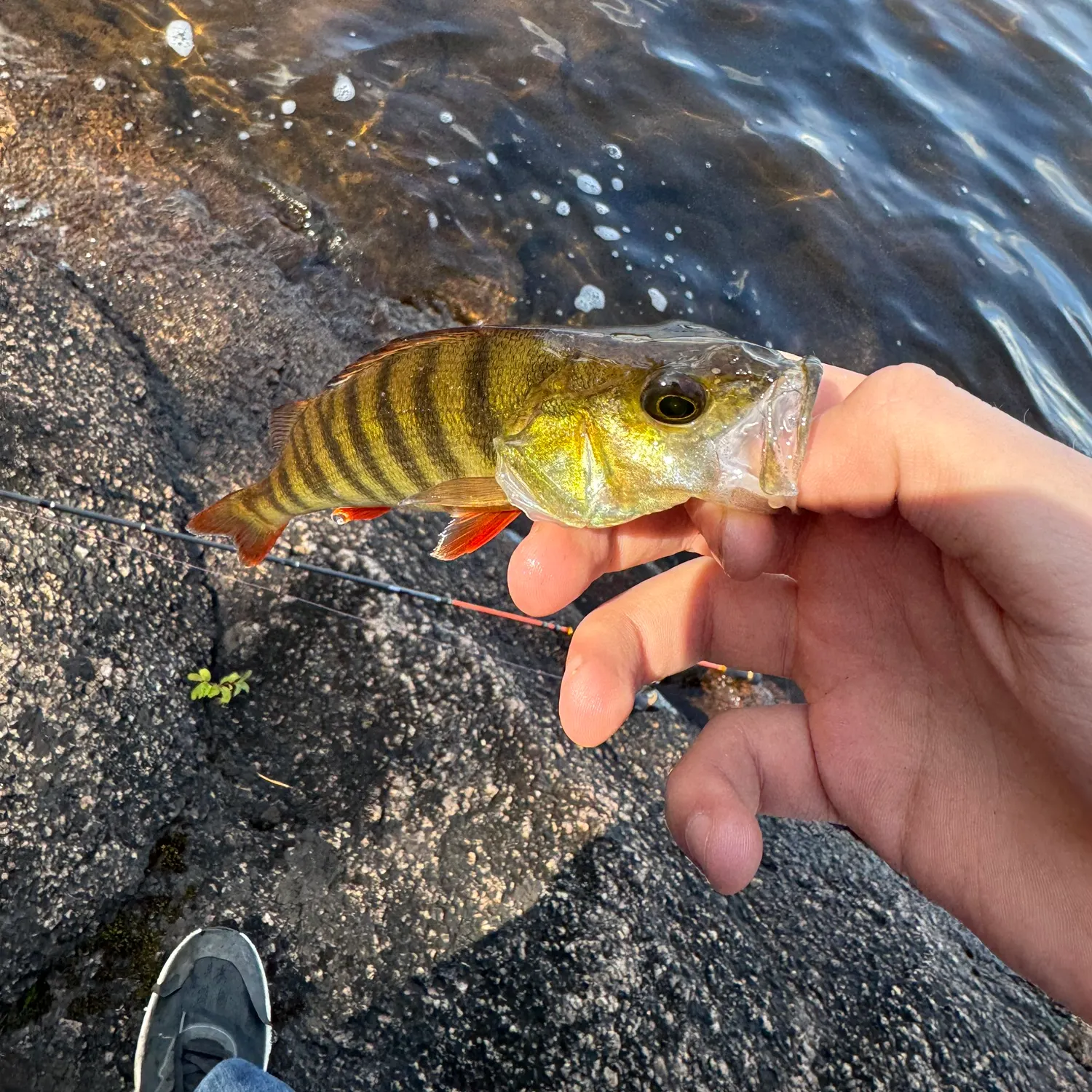 European perch caught on Fishbrain