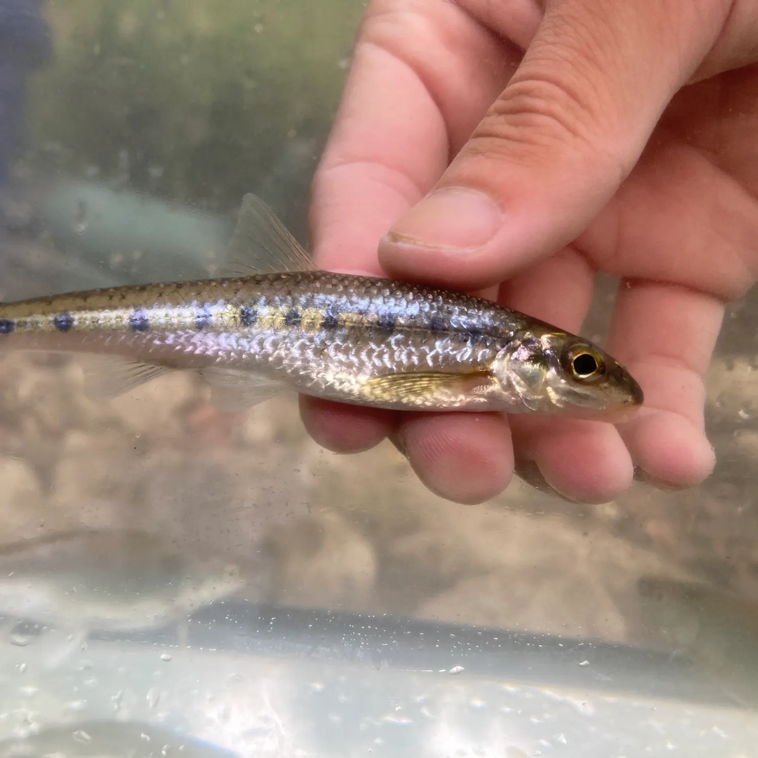 The most recent Streamline chub catches on Fishbrain