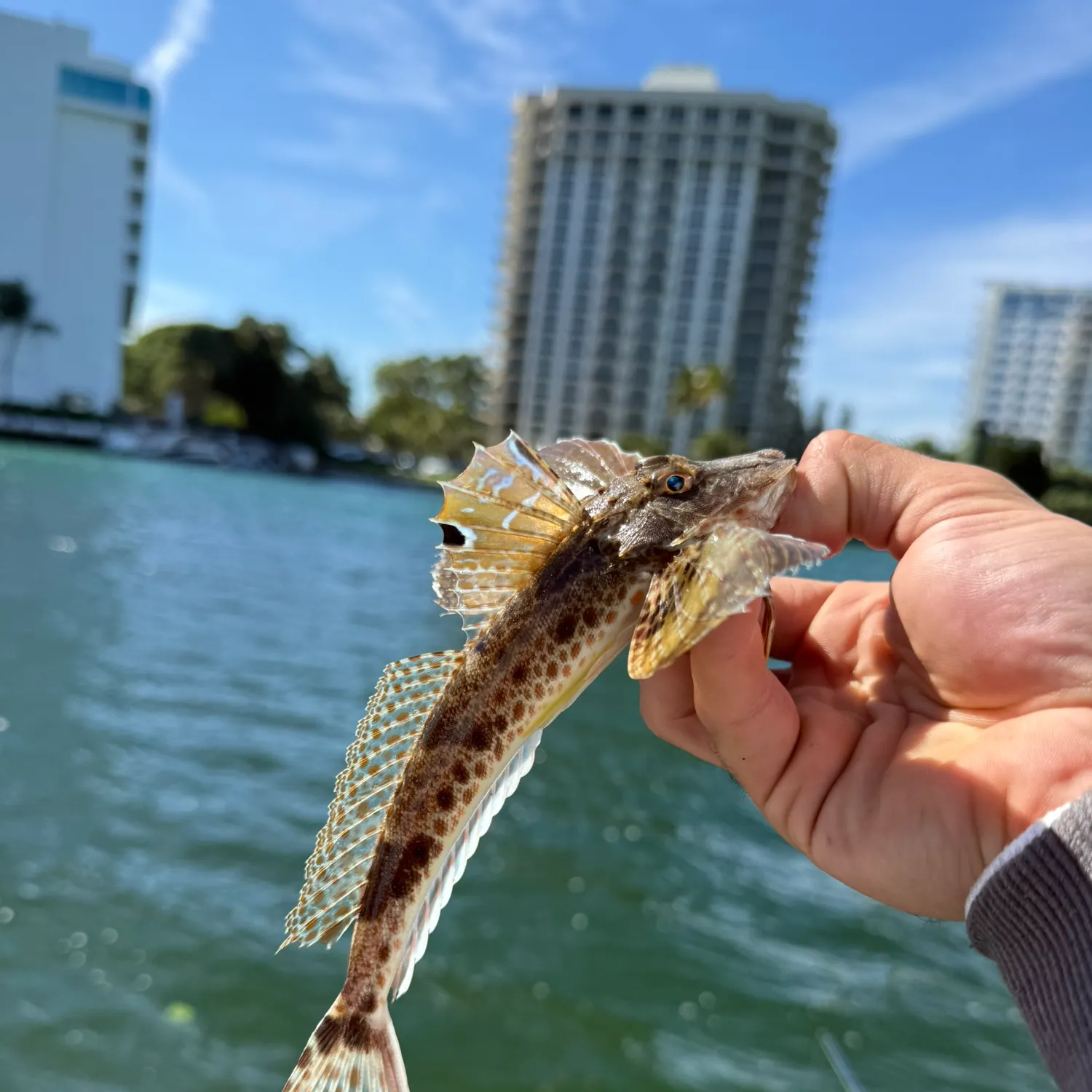 The most recent Leopard searobin catches on Fishbrain