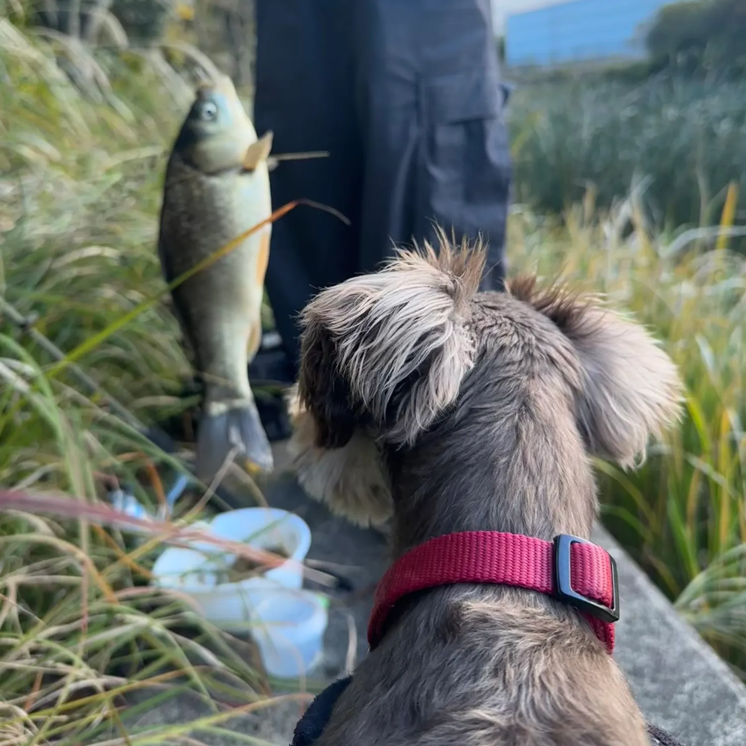 The most recent Japanese white crucian carp catches on Fishbrain