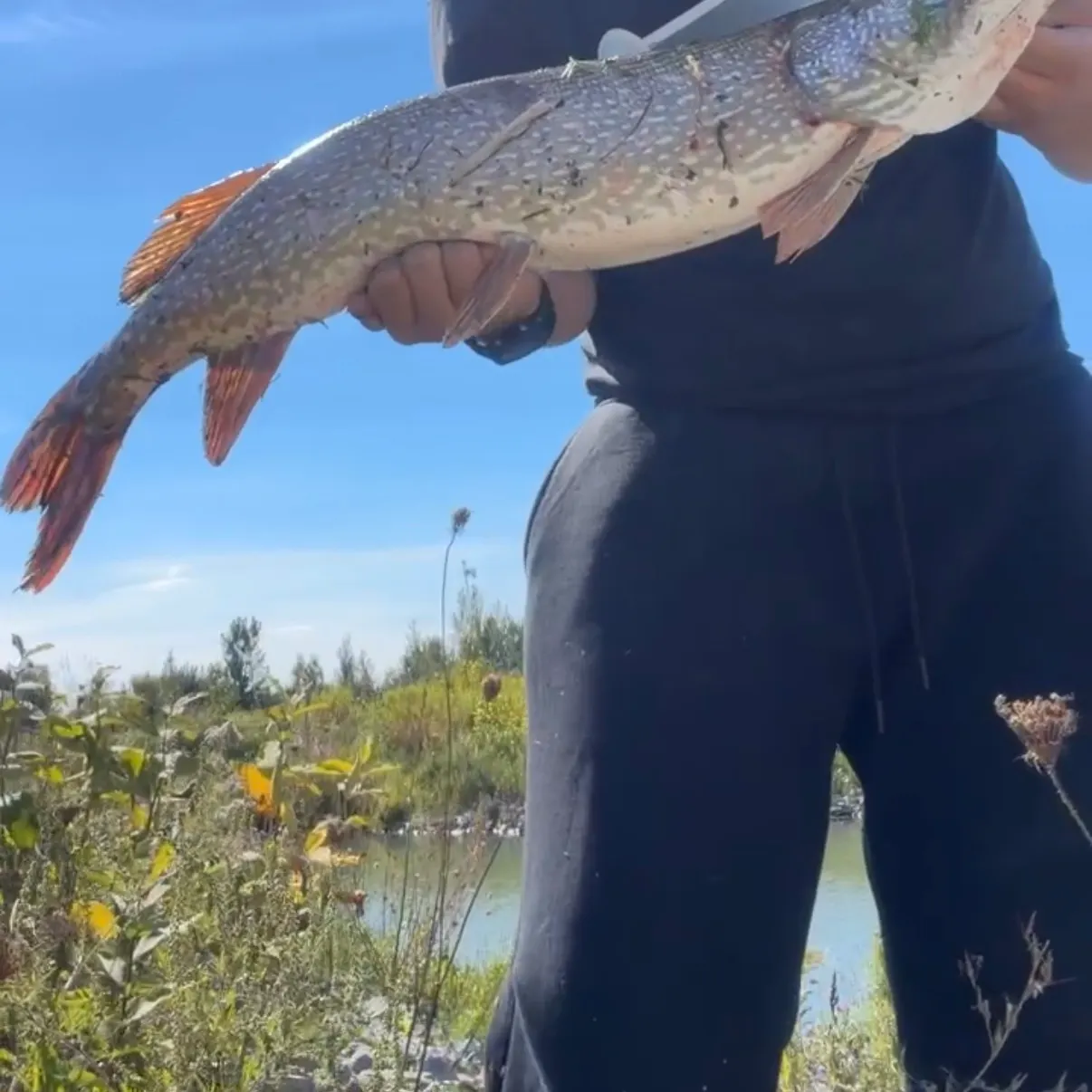 Northern pike caught on Fishbrain