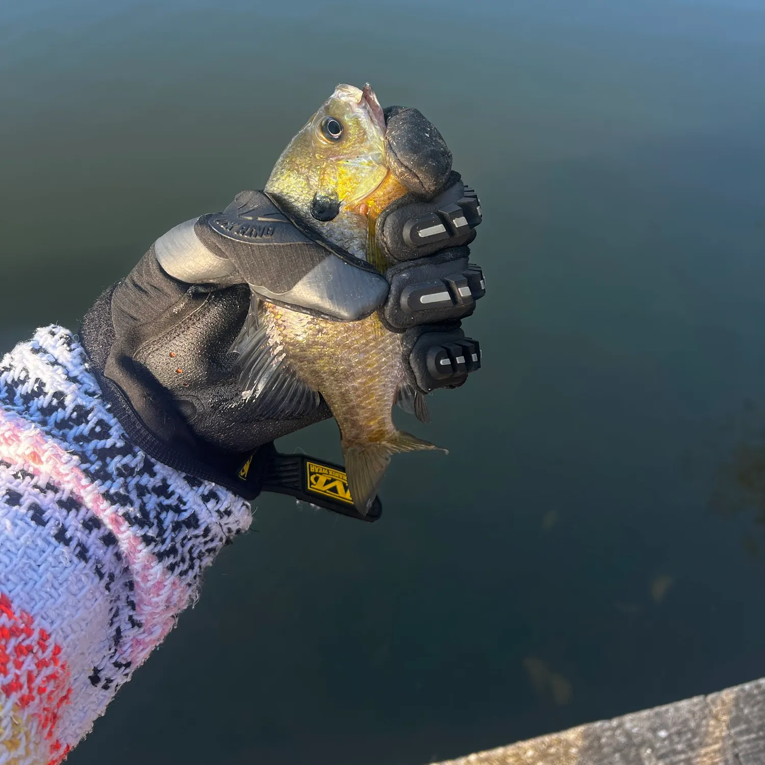 Bluegill caught on Fishbrain