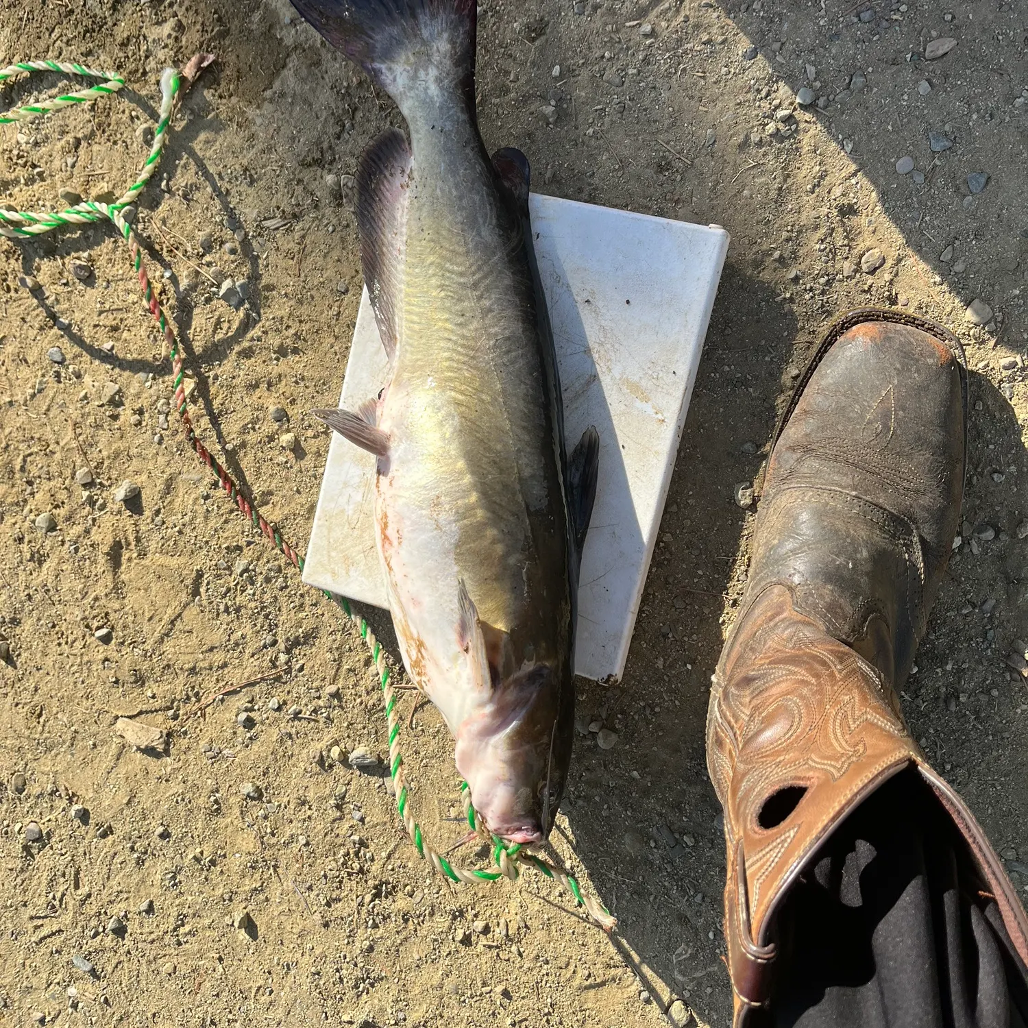 Channel catfish caught on Fishbrain