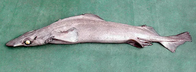 Rough longnose dogfish