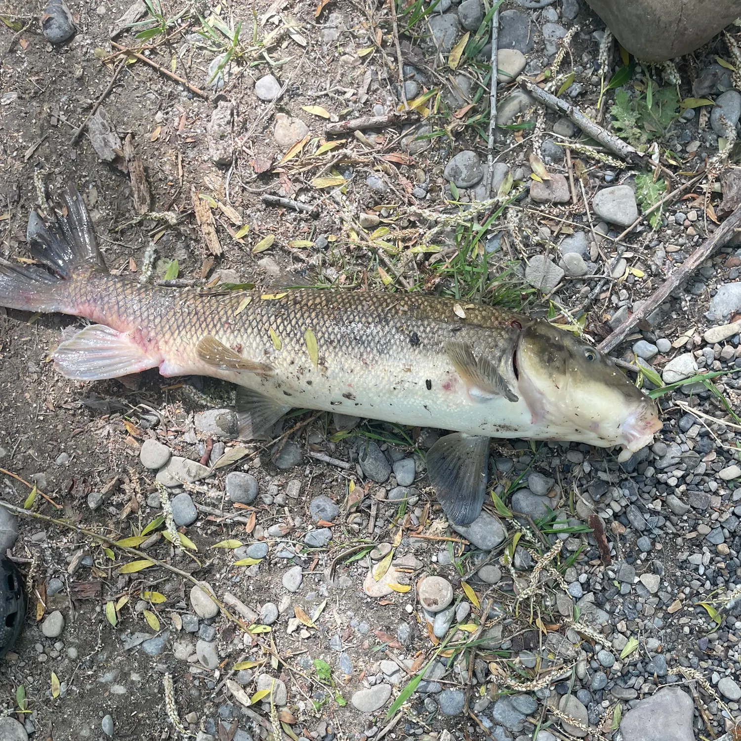 The most recent June sucker catches on Fishbrain