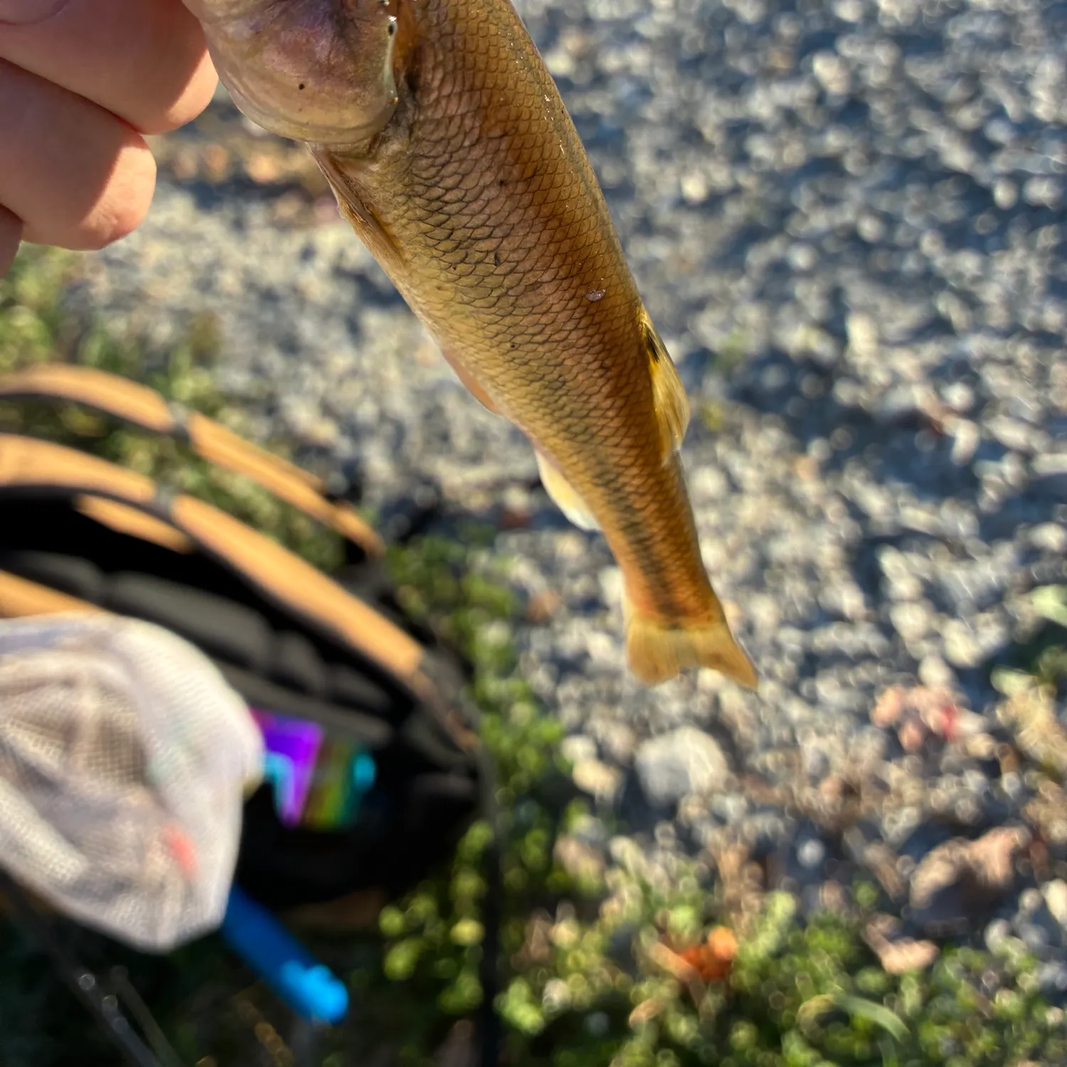 Creek chub caught on Fishbrain