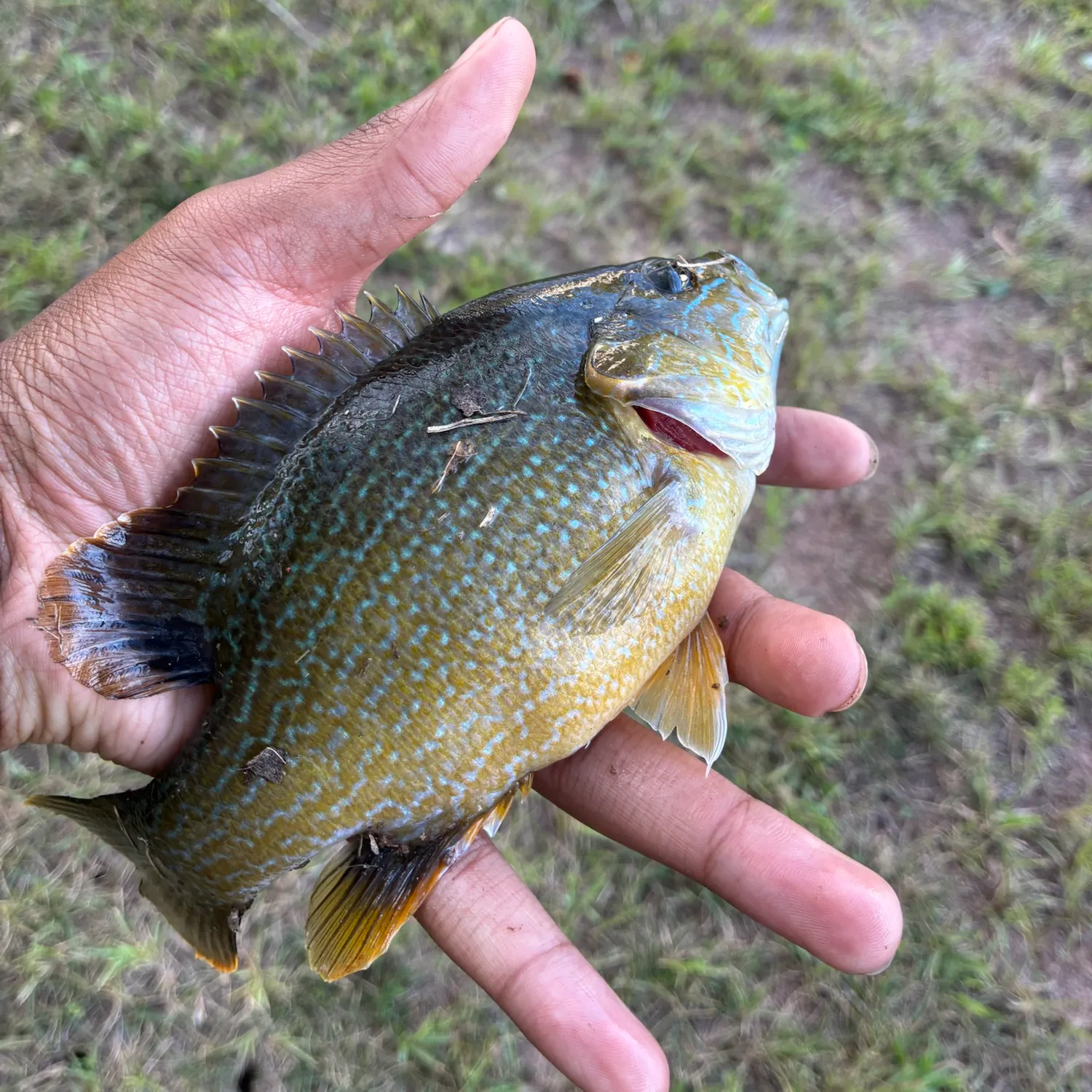 Greengill hybrid caught on Fishbrain
