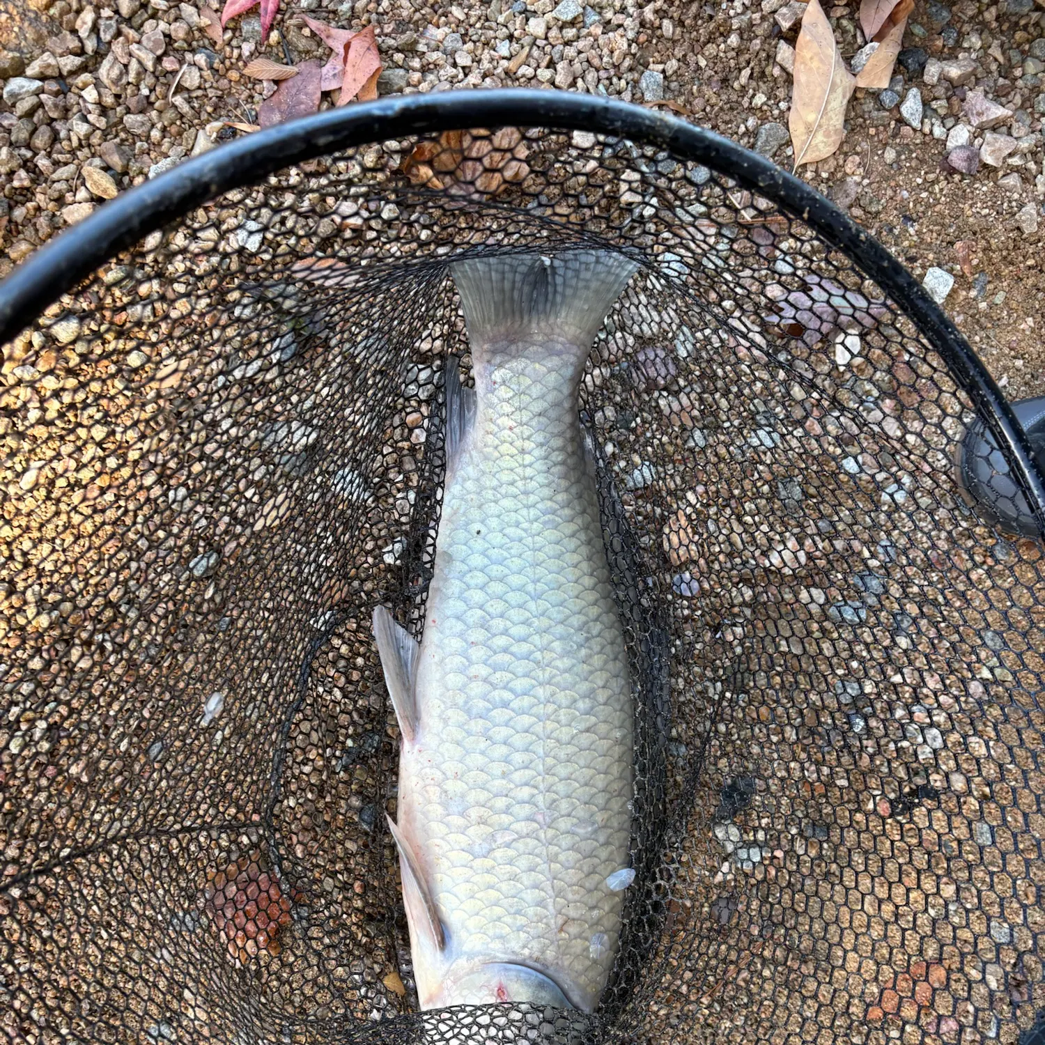 Smallmouth buffalo caught on Fishbrain