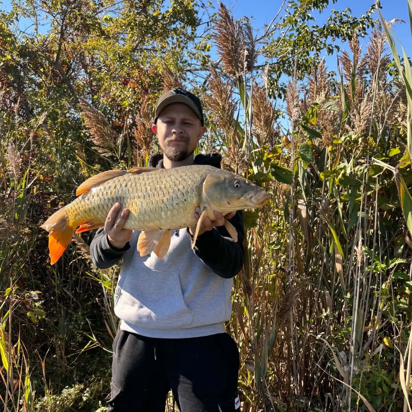 Common carp caught on Fishbrain