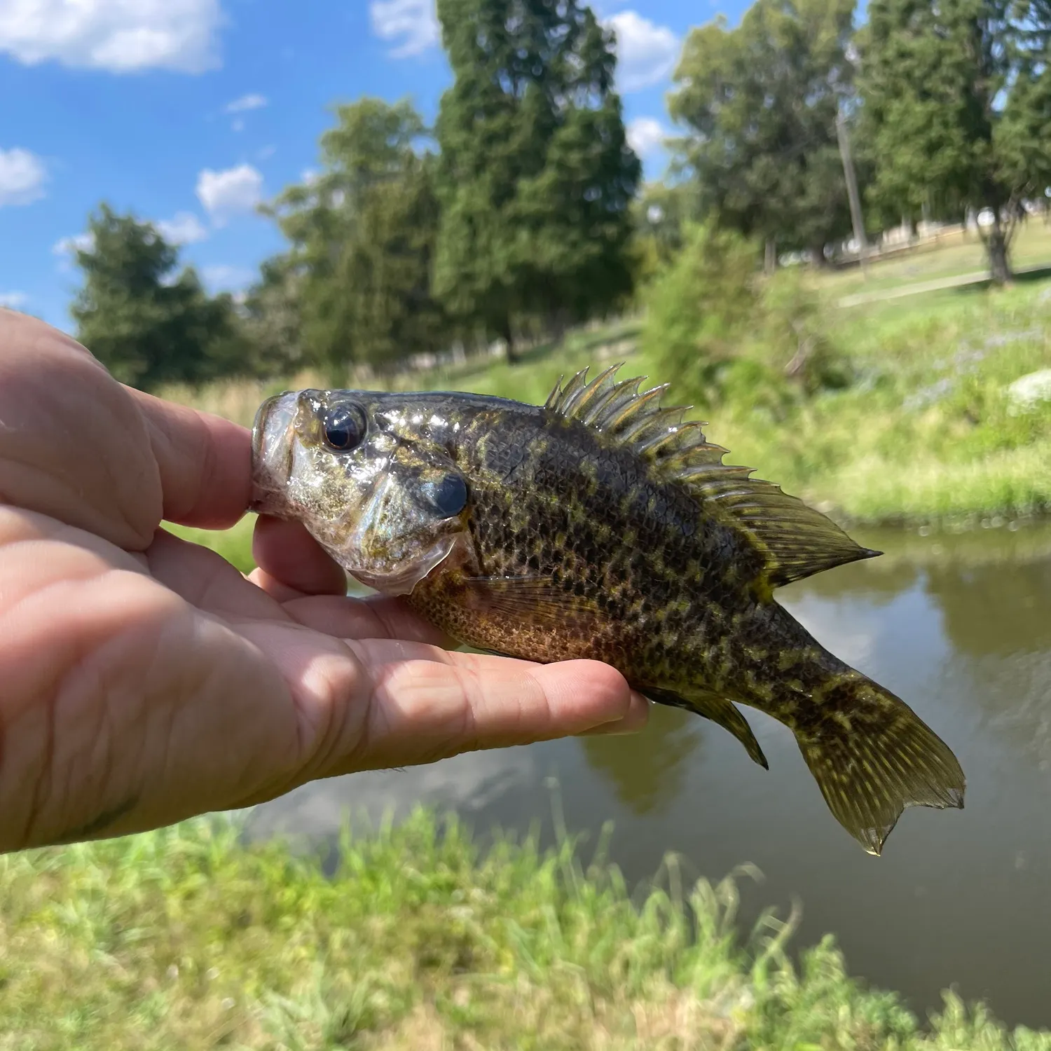 Warmouth caught on Fishbrain