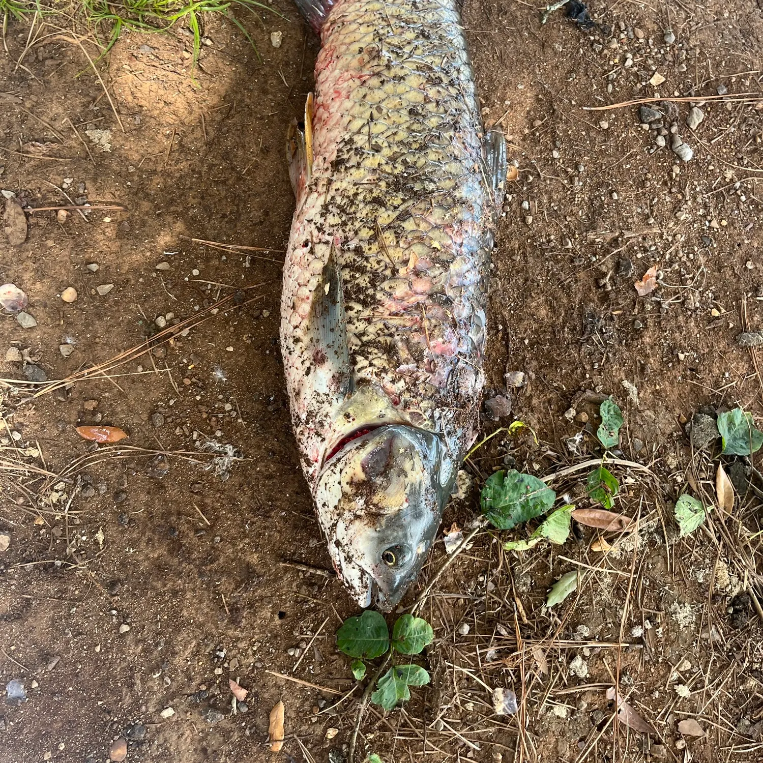 Grass carp caught on Fishbrain