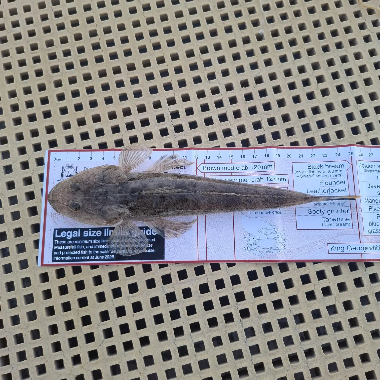 The most recent Bartail flathead catches on Fishbrain