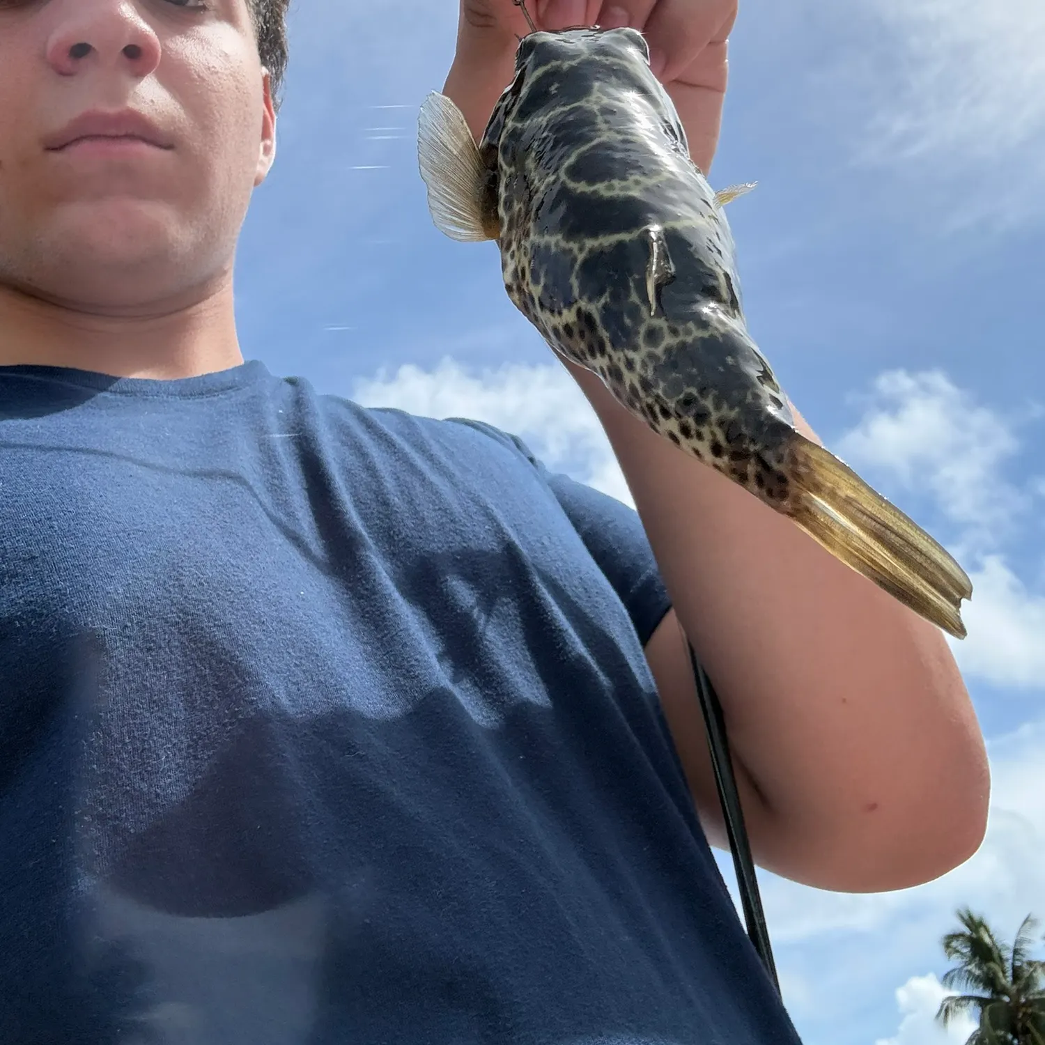 The most recent Checkered puffer catches on Fishbrain