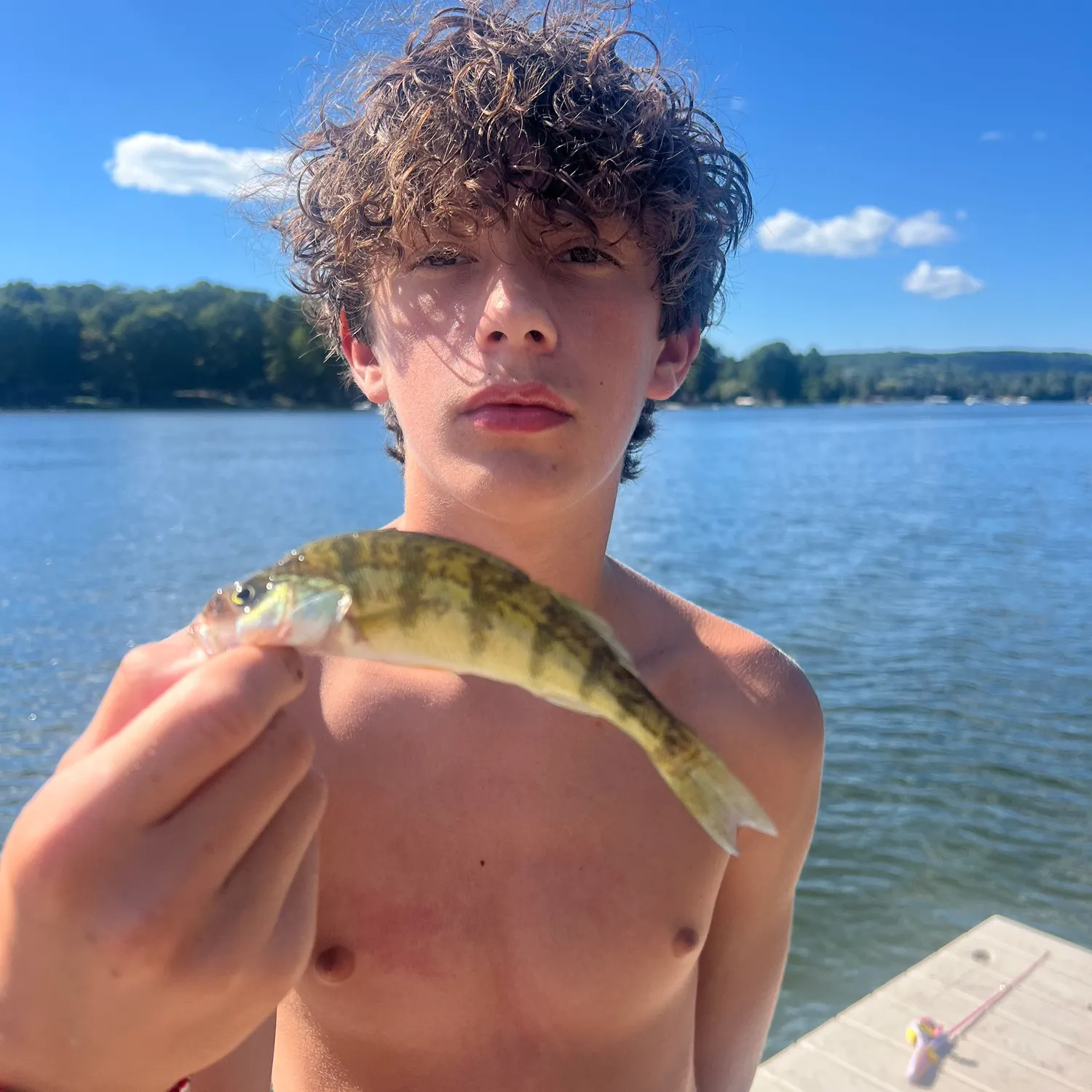 Yellow perch caught on Fishbrain