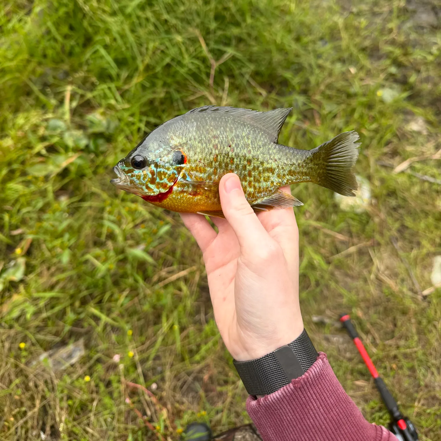 Pumpkinseed caught on Fishbrain