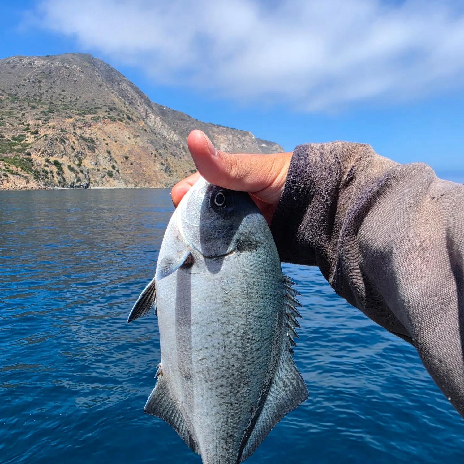 The most recent Halfmoon catches on Fishbrain