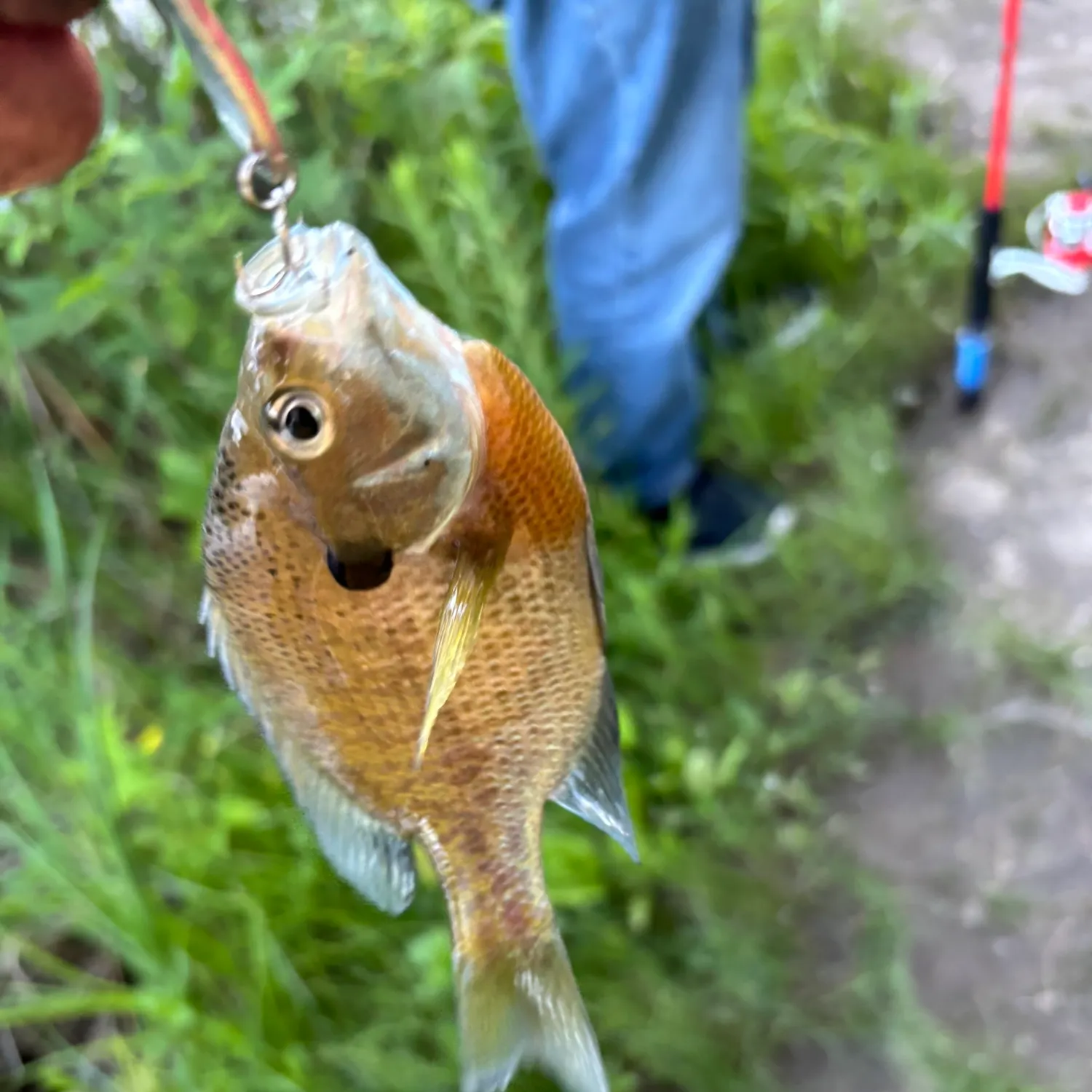 catch