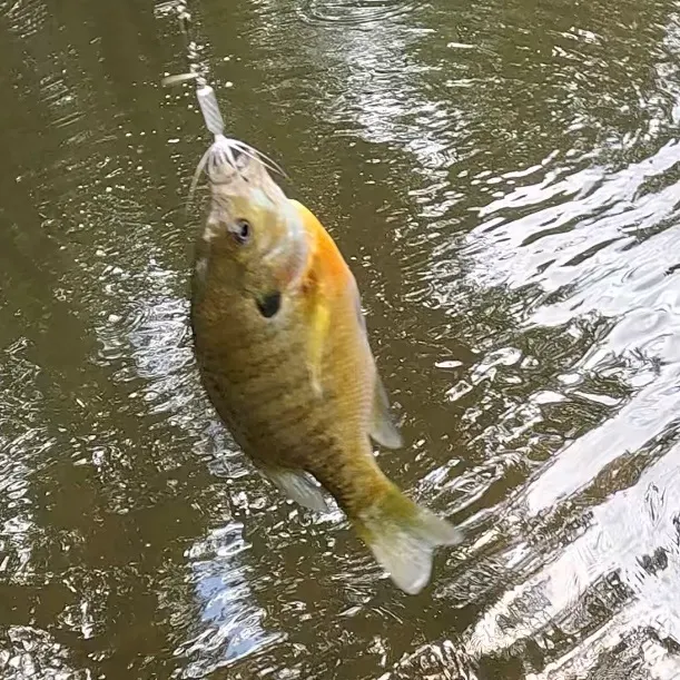 Bluegill caught on Fishbrain