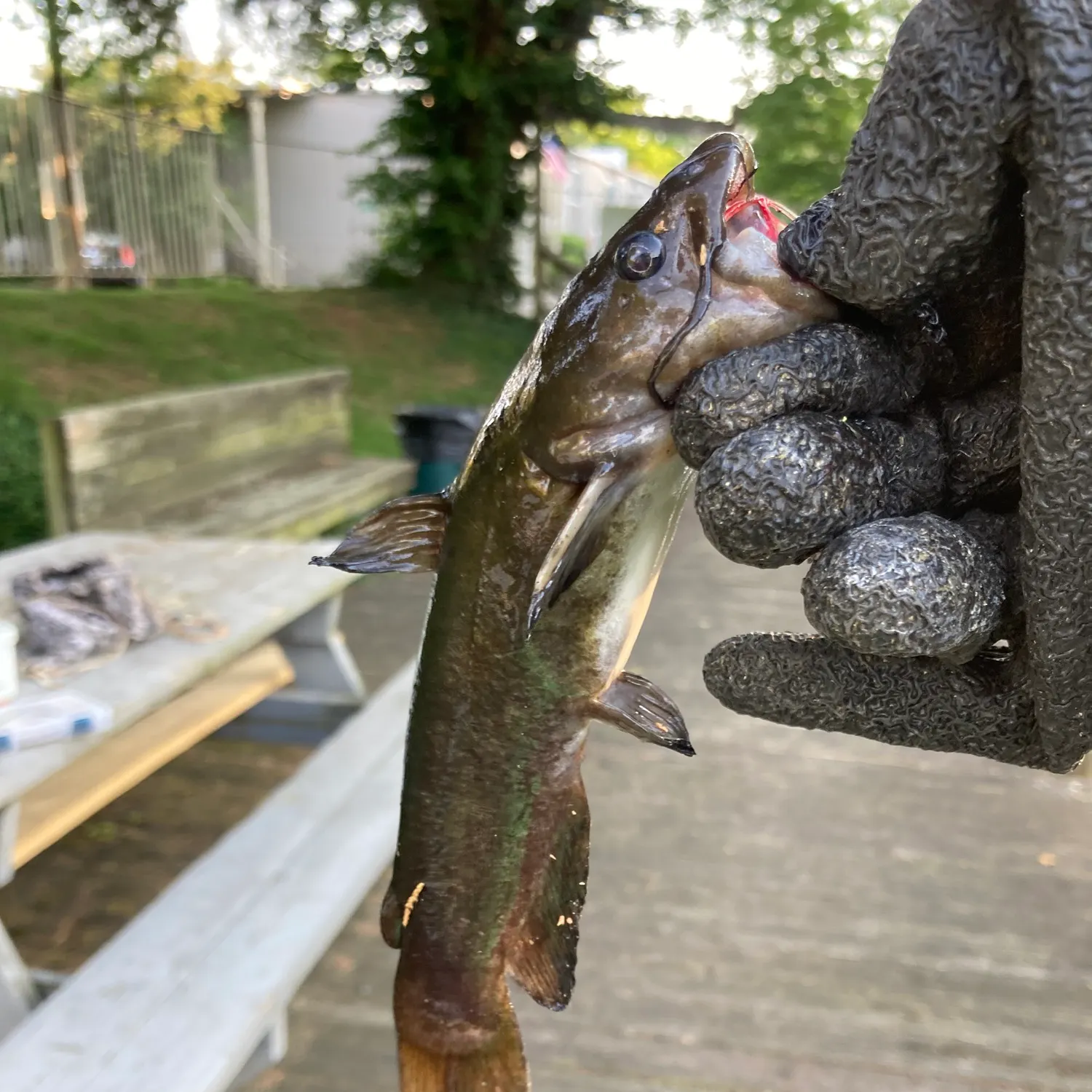 catch