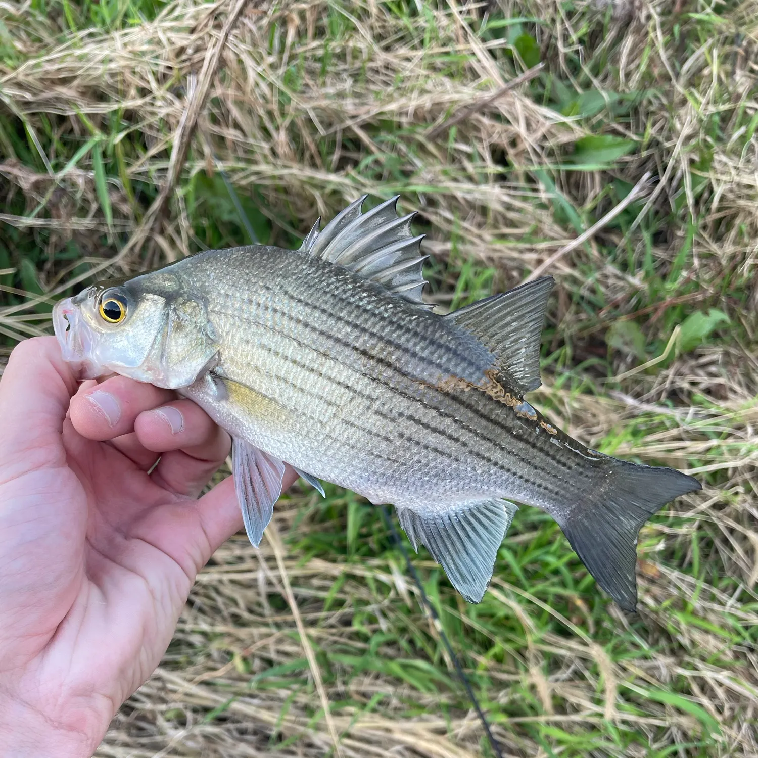 White bass caught on Fishbrain