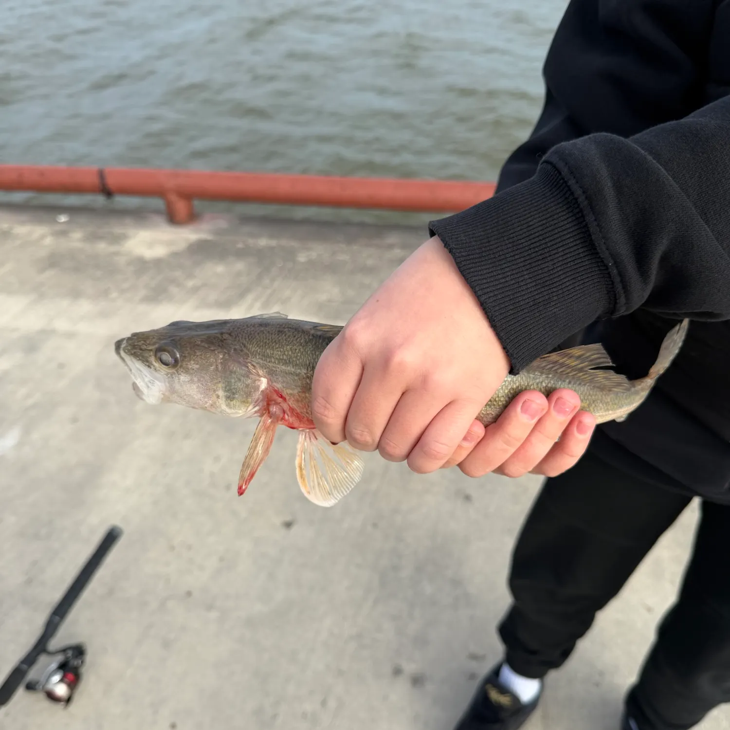 Walleye caught on Fishbrain