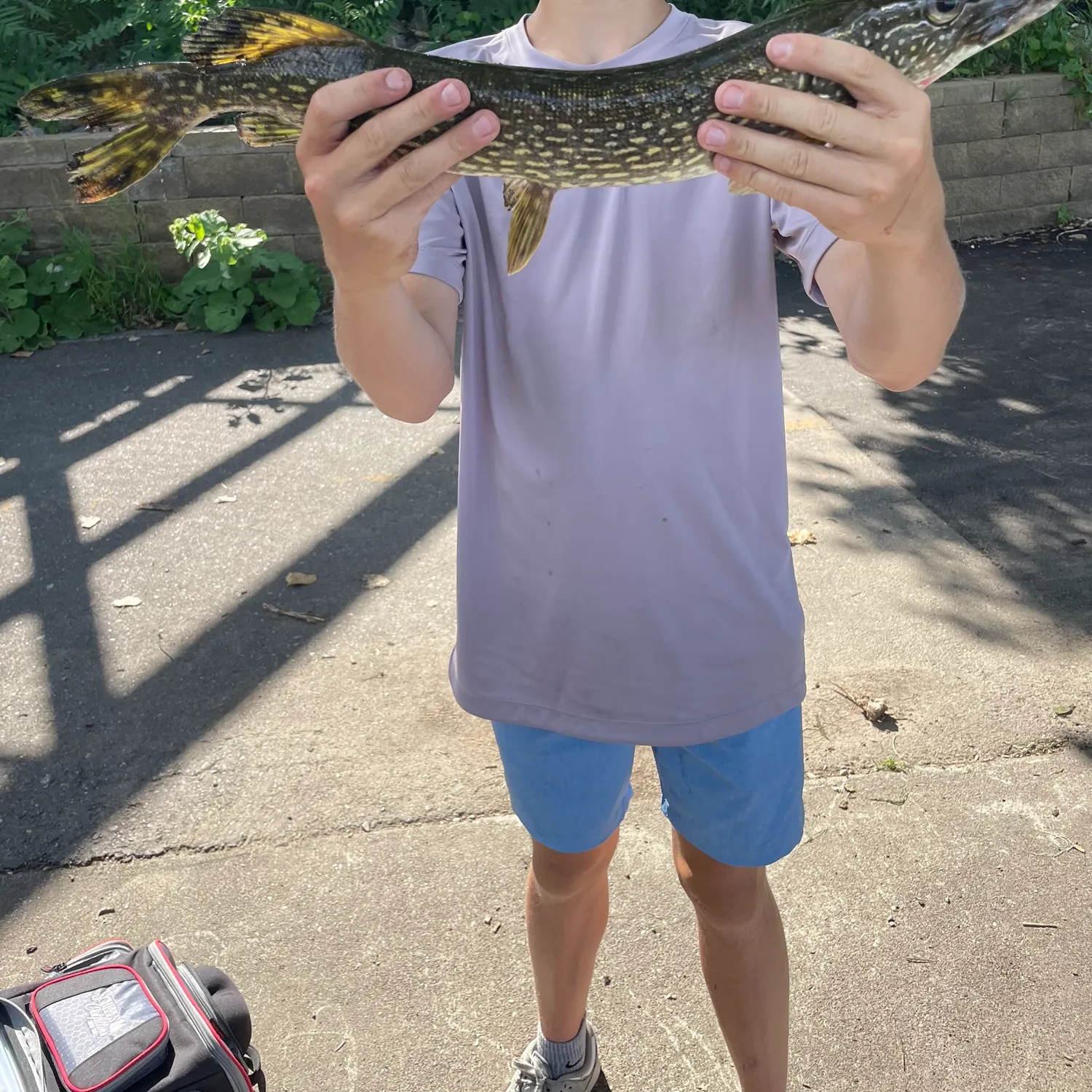 The most recent Northern pike catches on Fishbrain