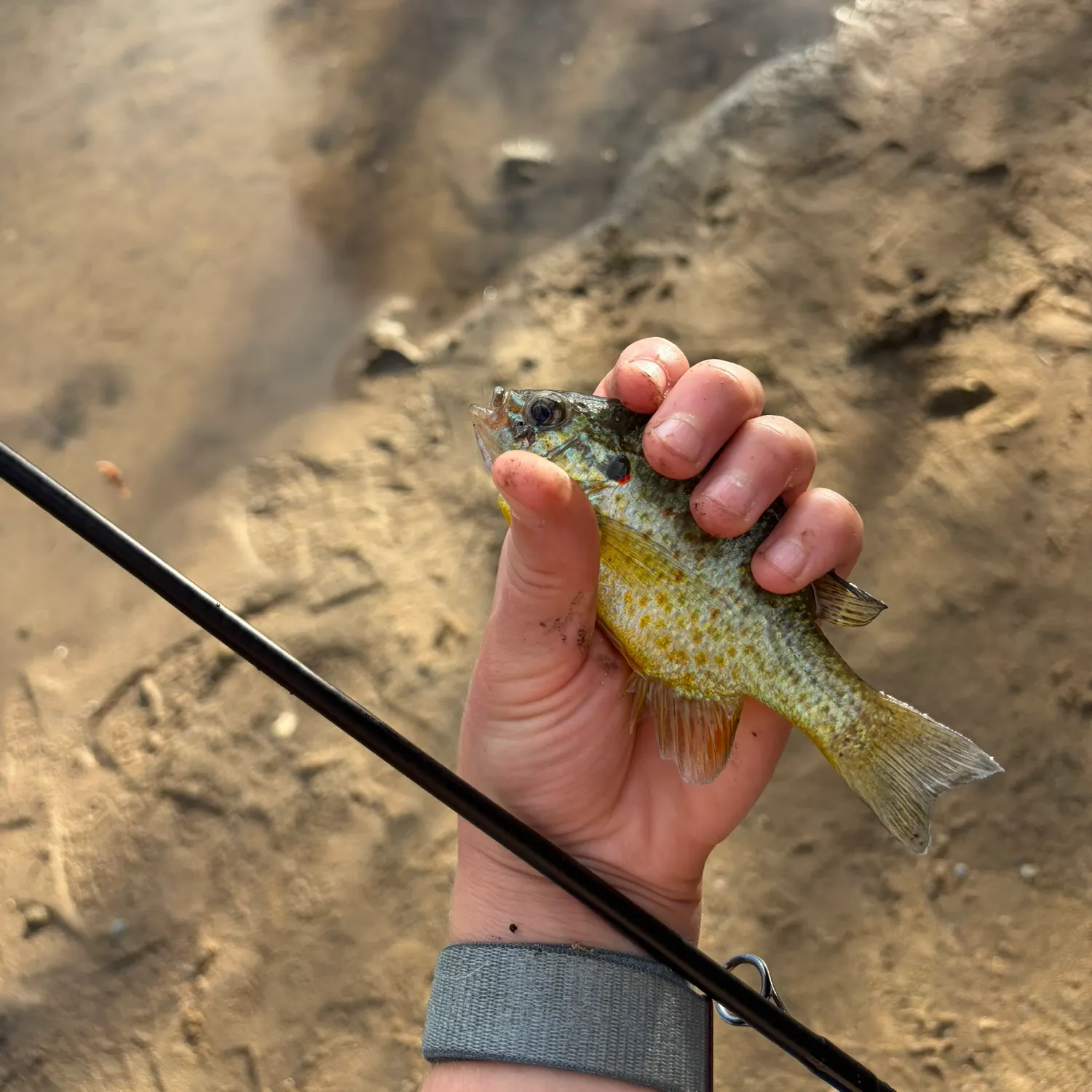 Pumpkinseed caught on Fishbrain