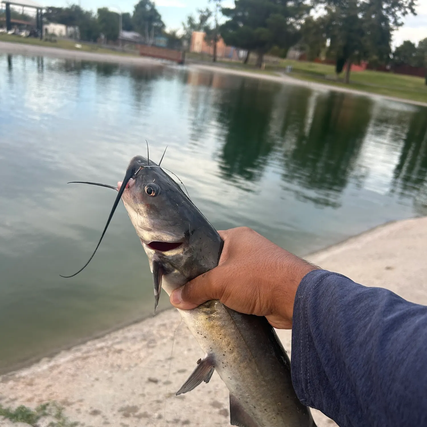 Channel catfish caught on Fishbrain