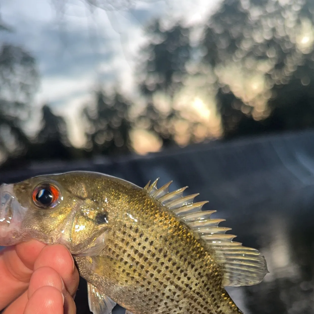 Rock bass caught on Fishbrain