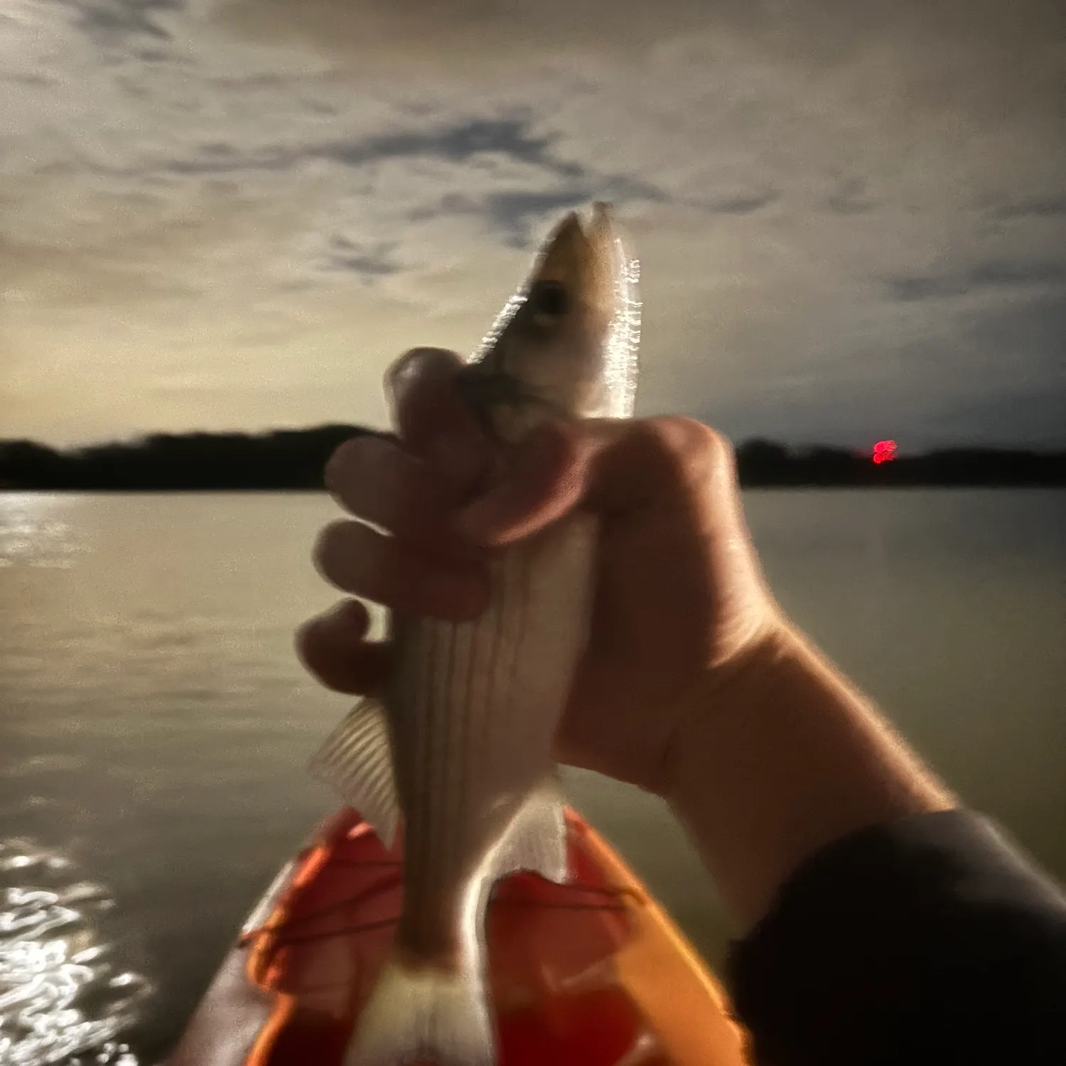 Striped bass caught on Fishbrain
