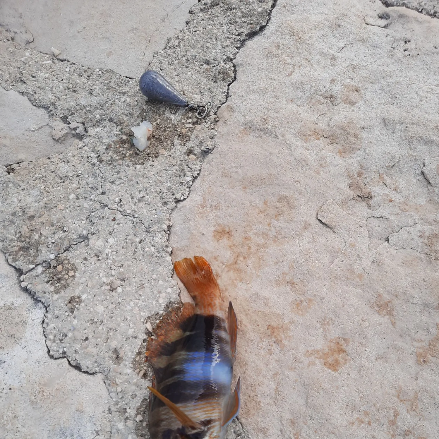 The most recent Painted comber catches on Fishbrain