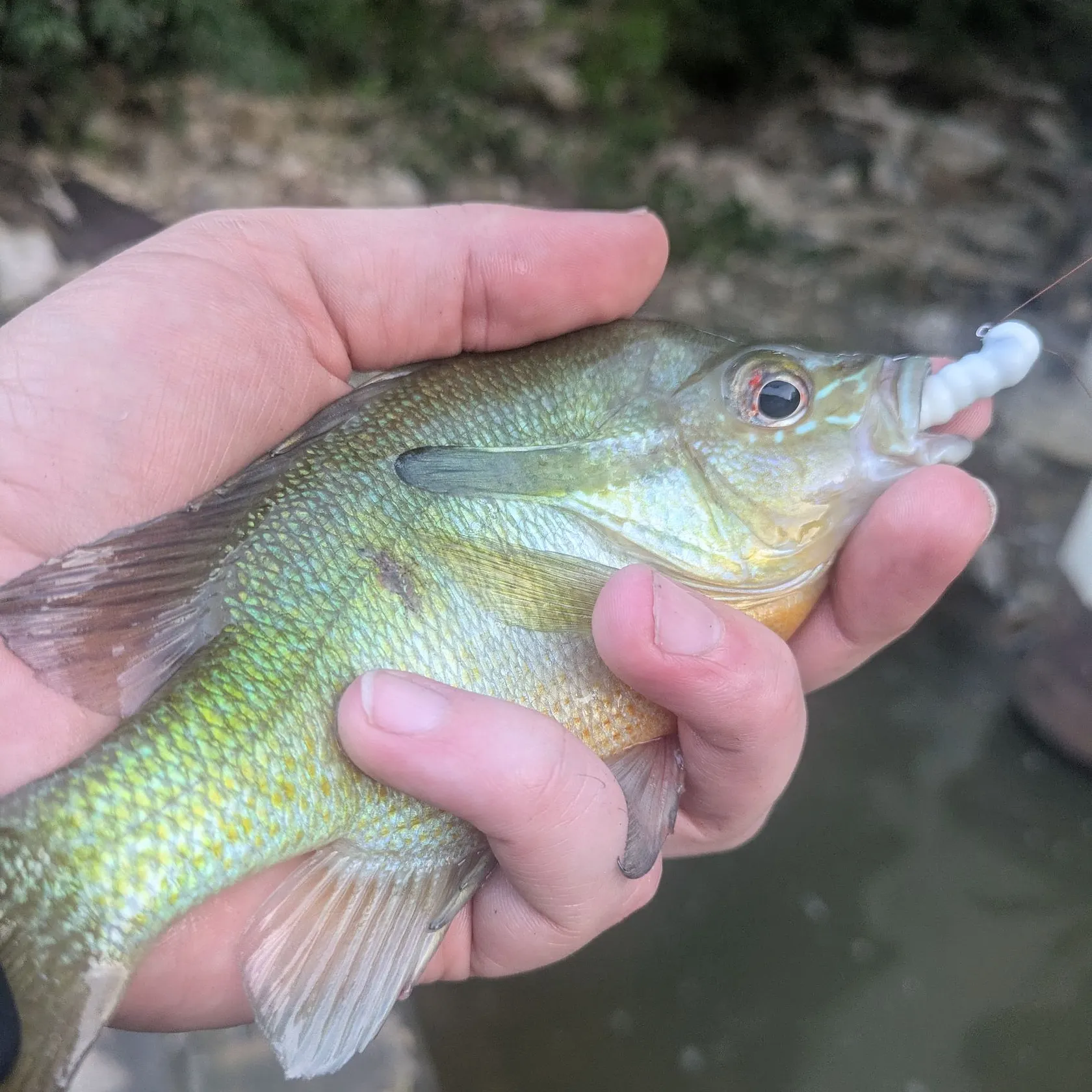 The most recent Redbreast sunfish catches on Fishbrain
