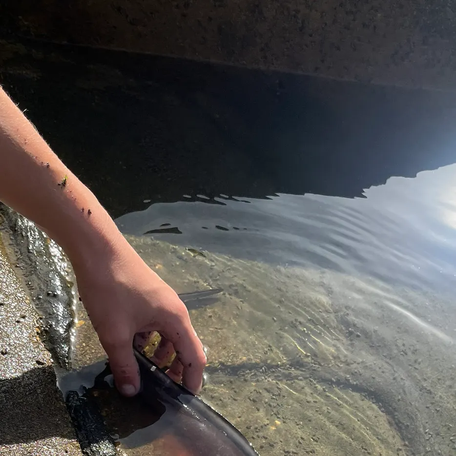 The most recent European conger catches on Fishbrain