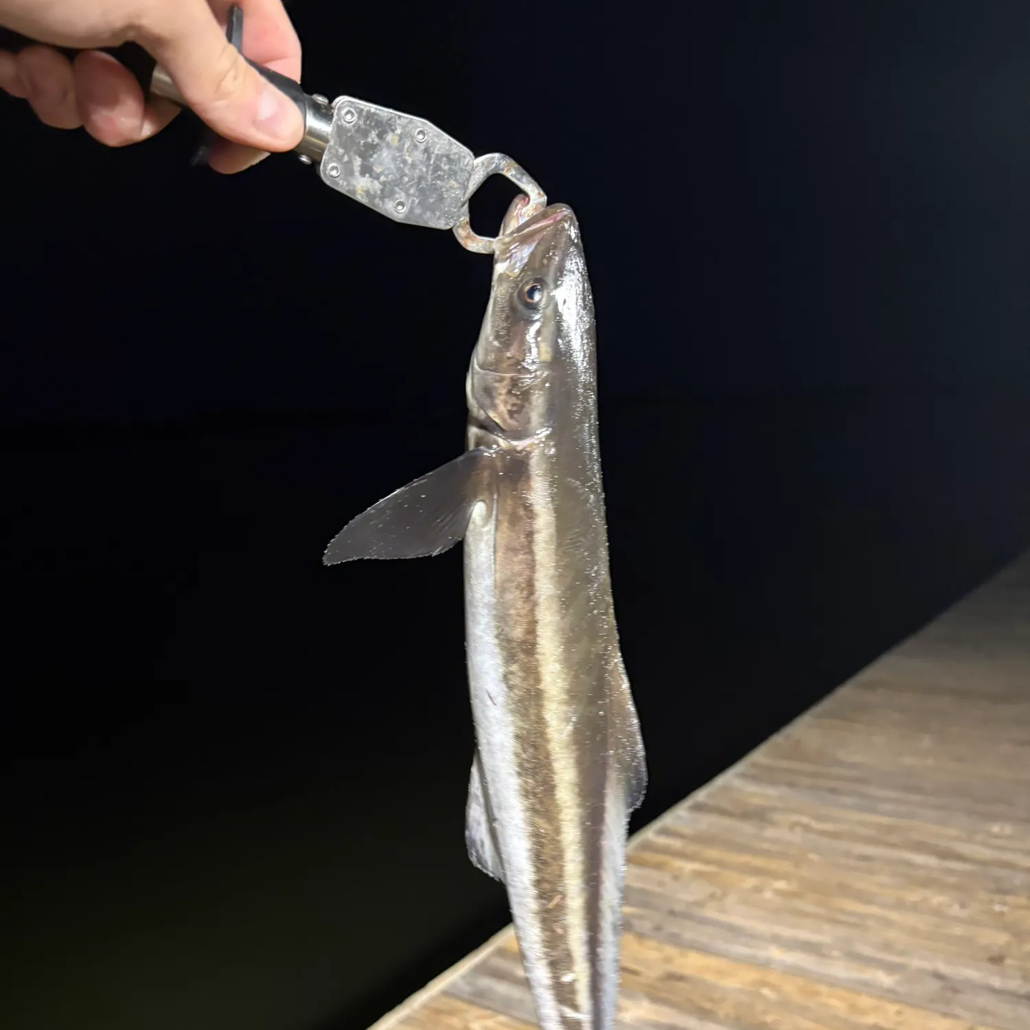 Cobia caught on Fishbrain