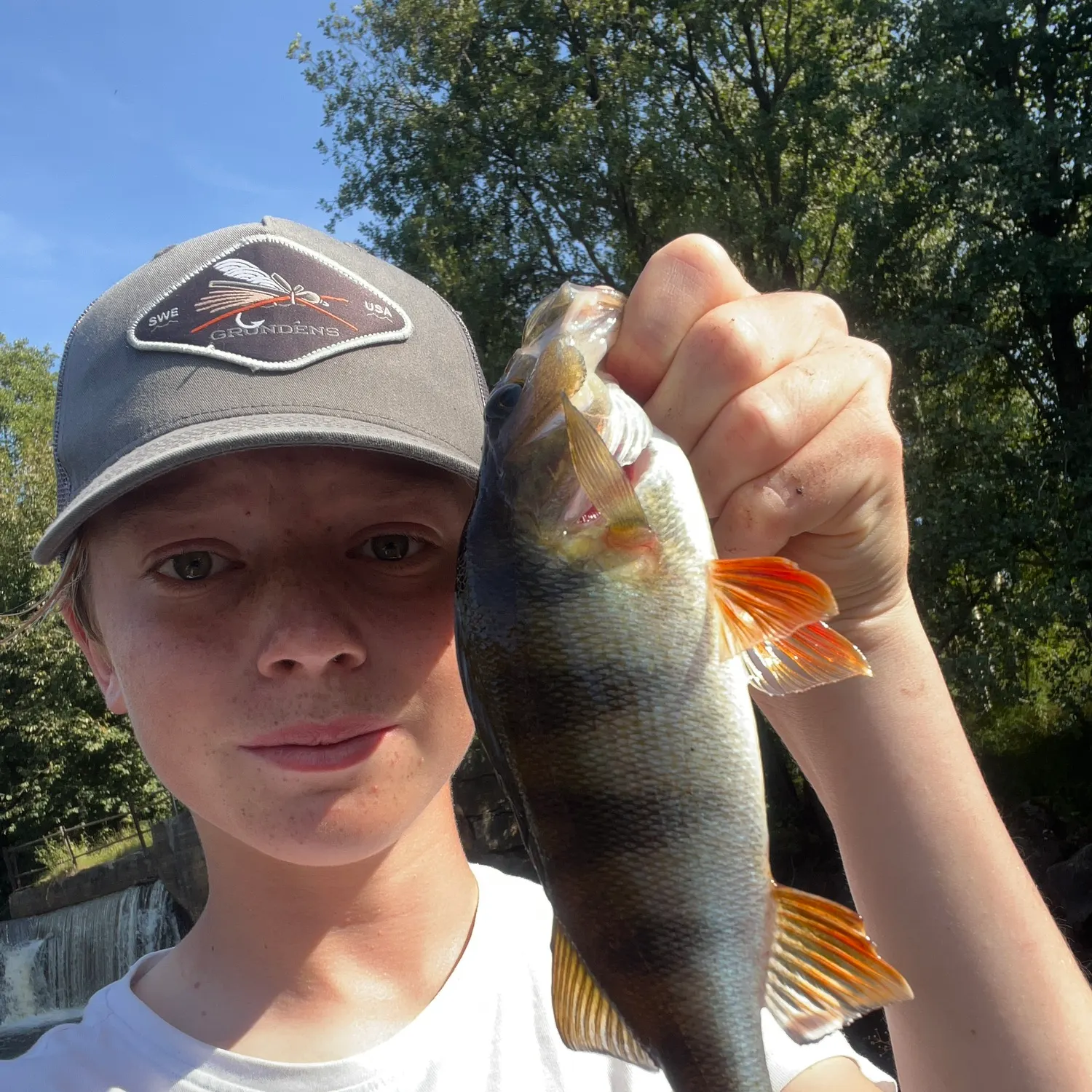 European perch caught on Fishbrain