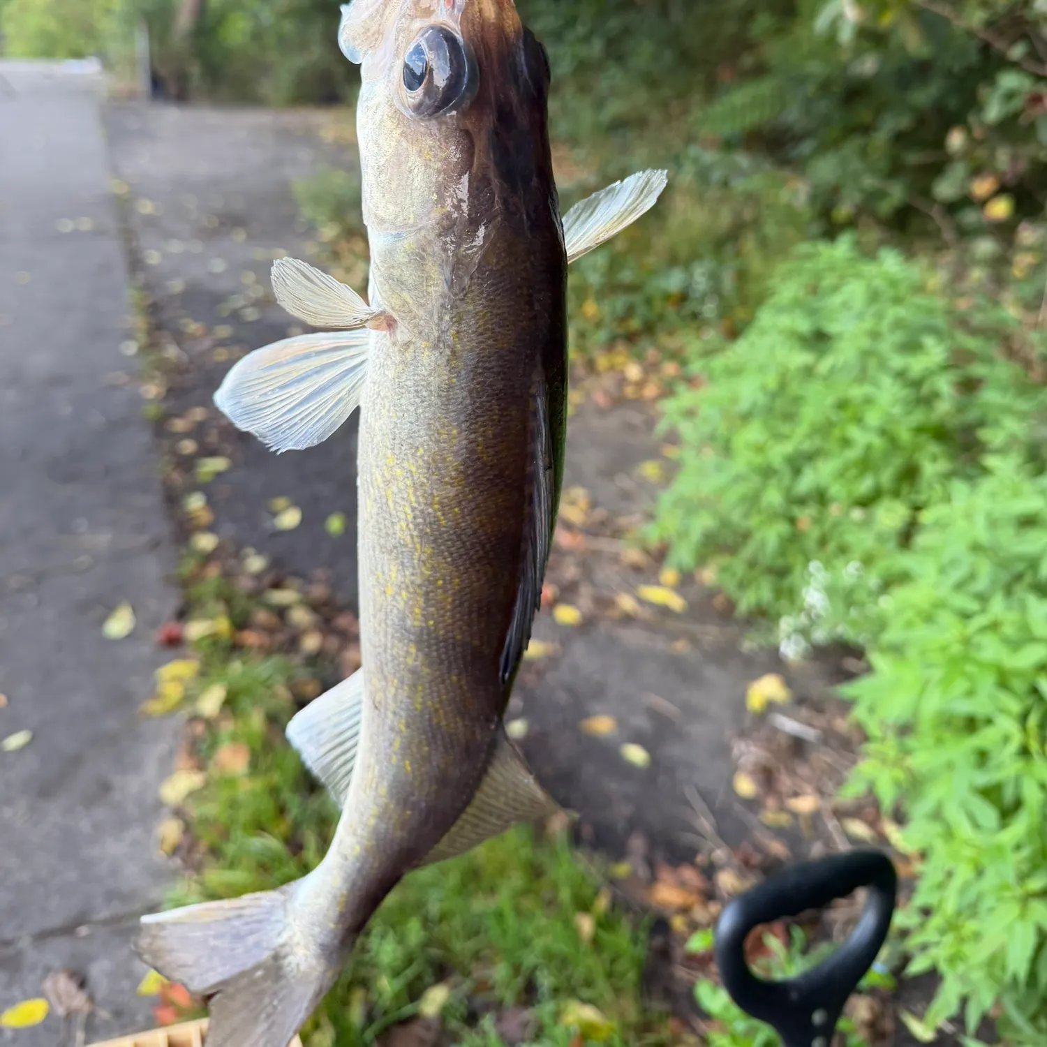 Walleye caught on Fishbrain