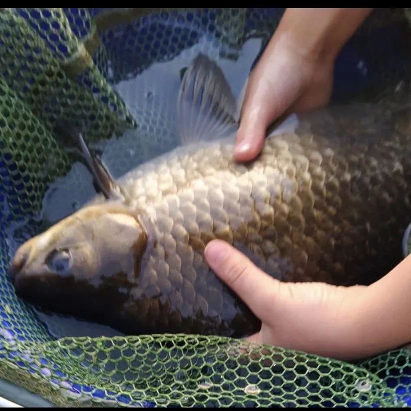 Prussian carp caught on Fishbrain