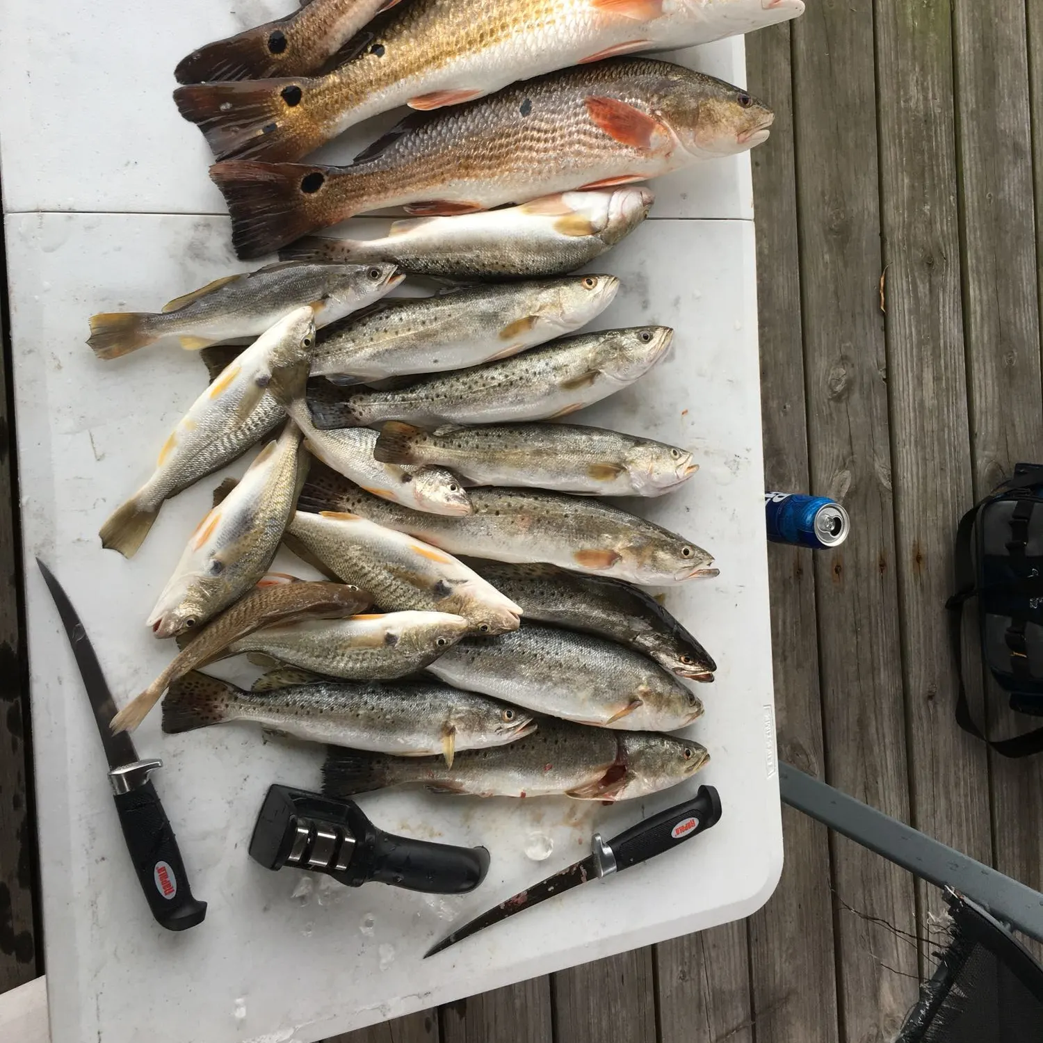 recently logged catches