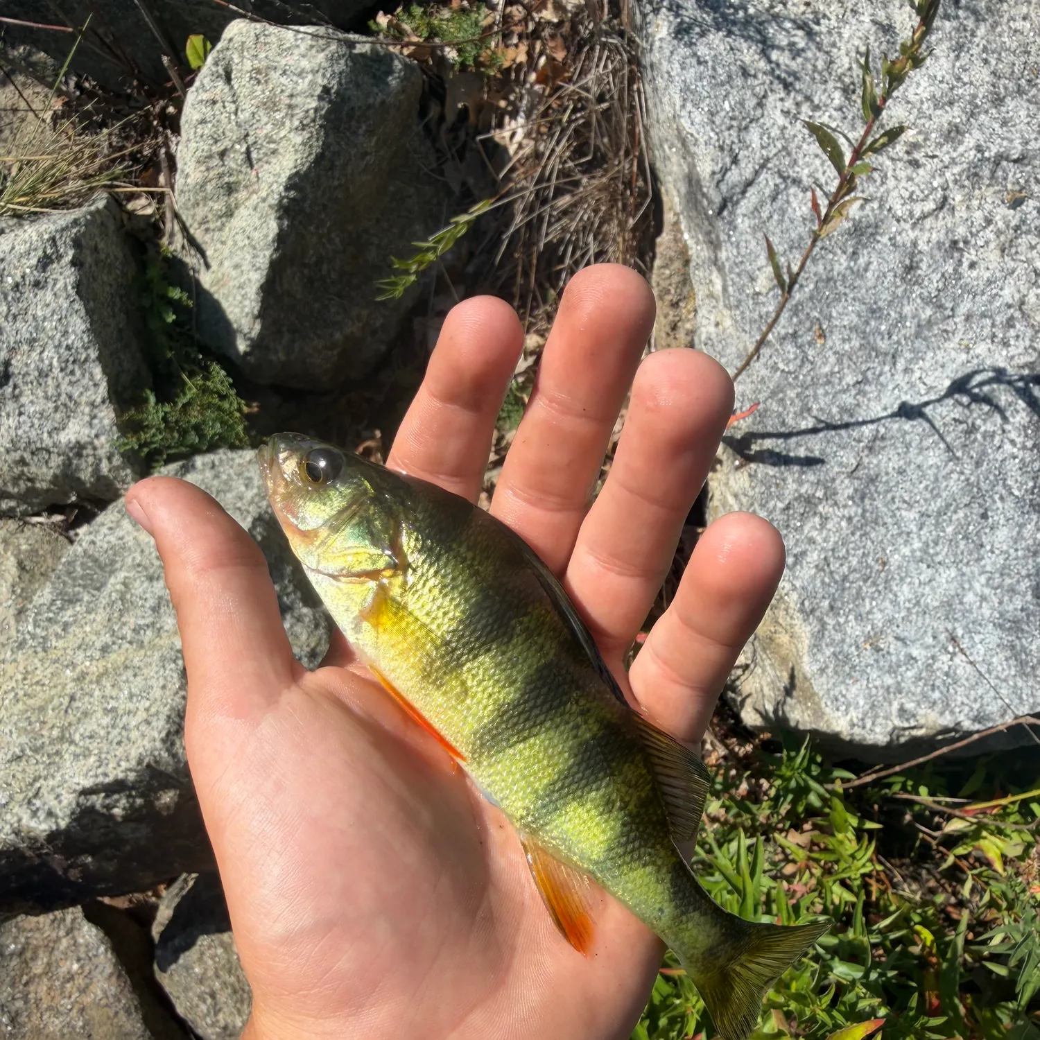 Yellow perch caught on Fishbrain