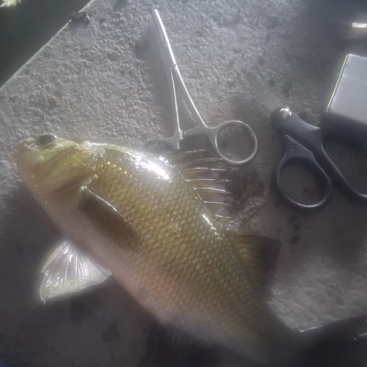 White perch caught on Fishbrain